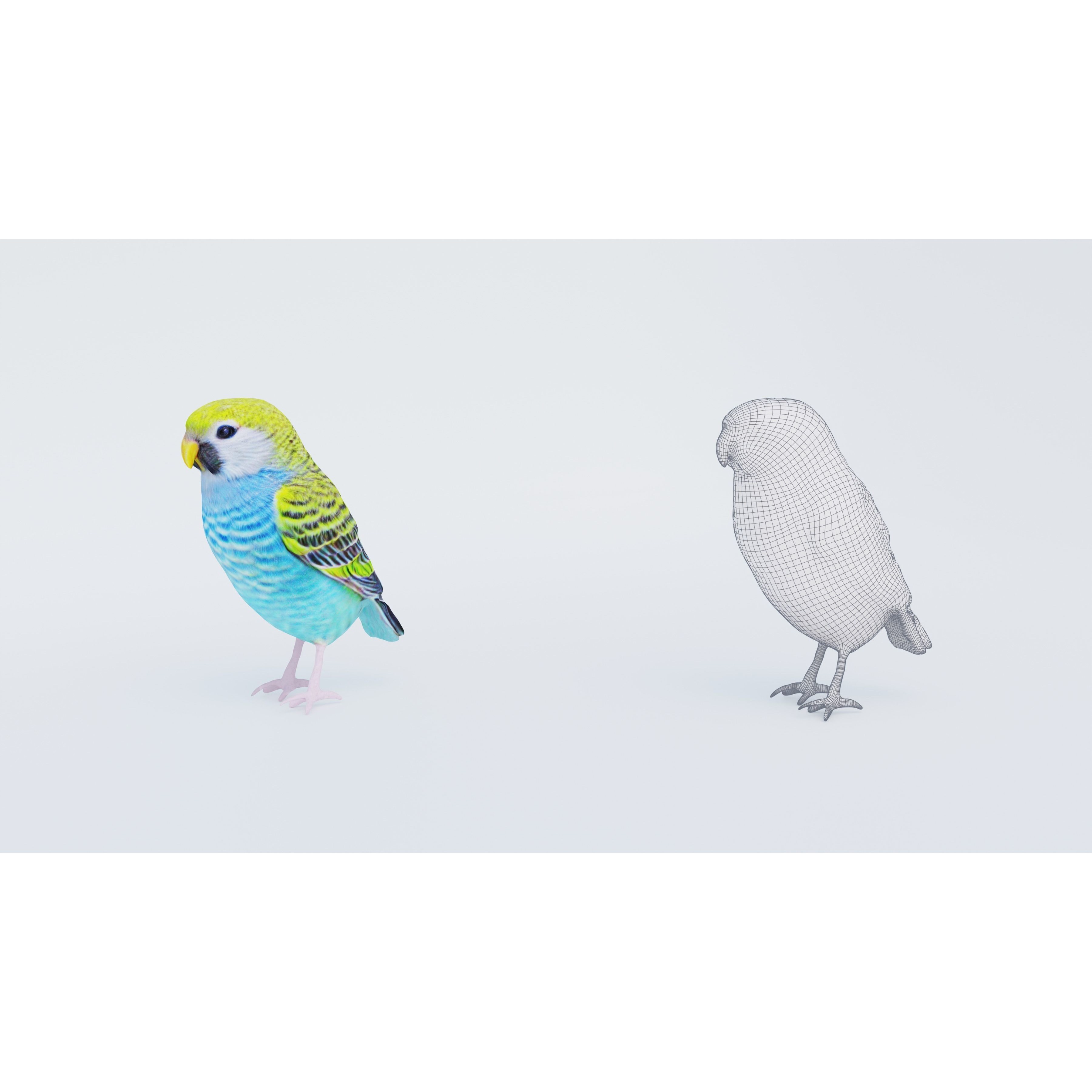 Budgerigar Free 3D model 6