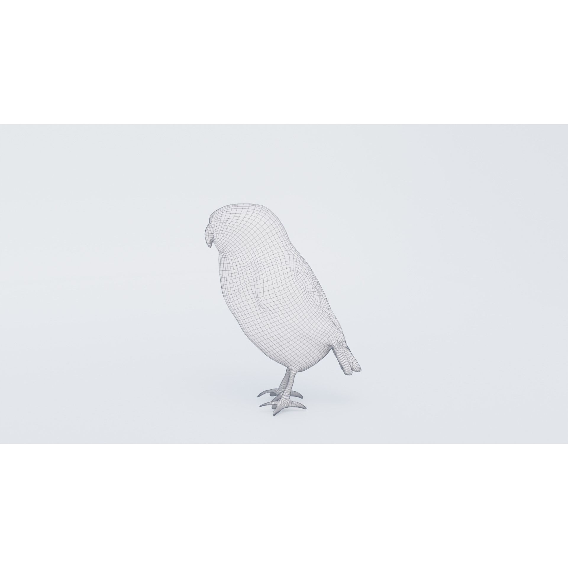 Budgerigar Free 3D model 7