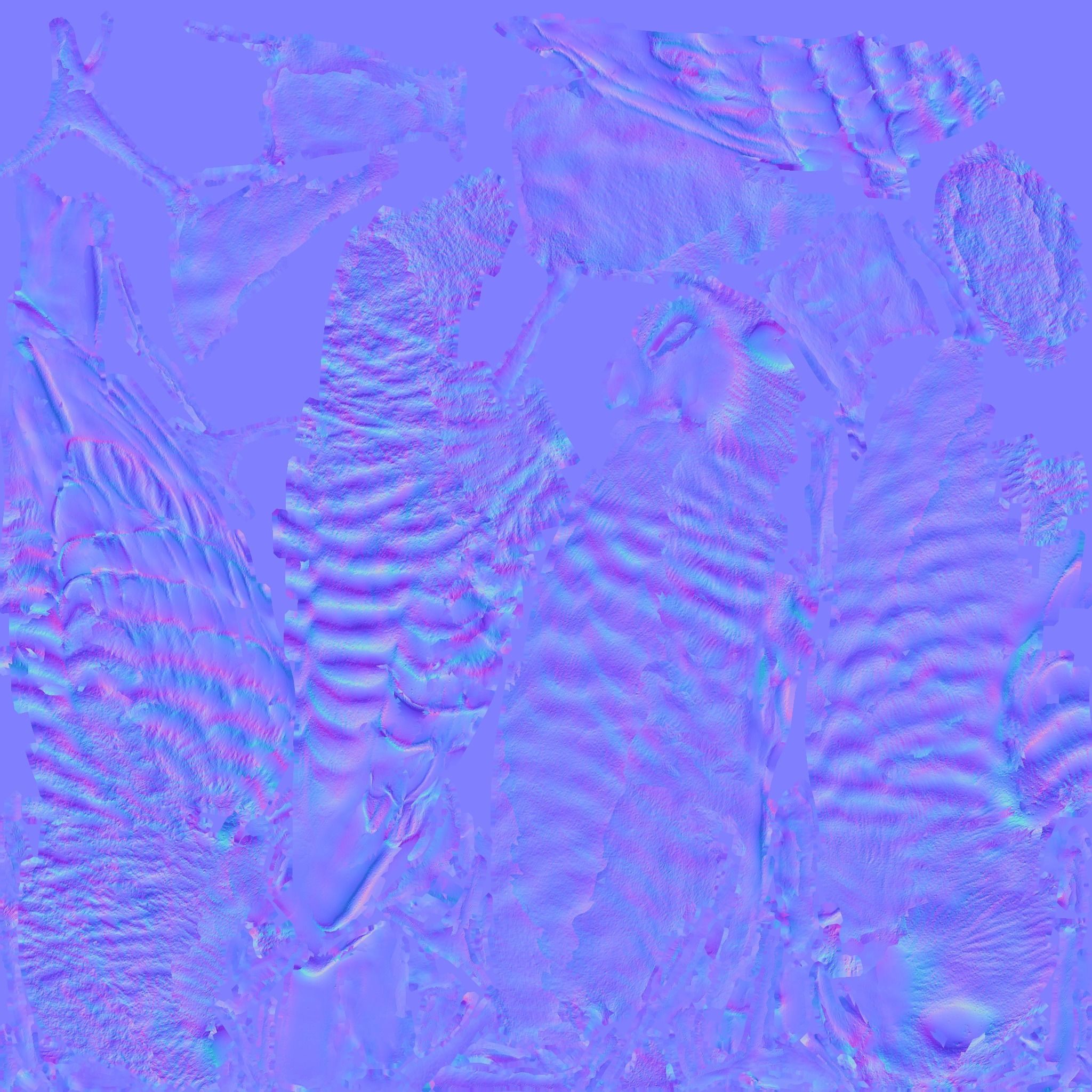 Budgerigar Free 3D model 9