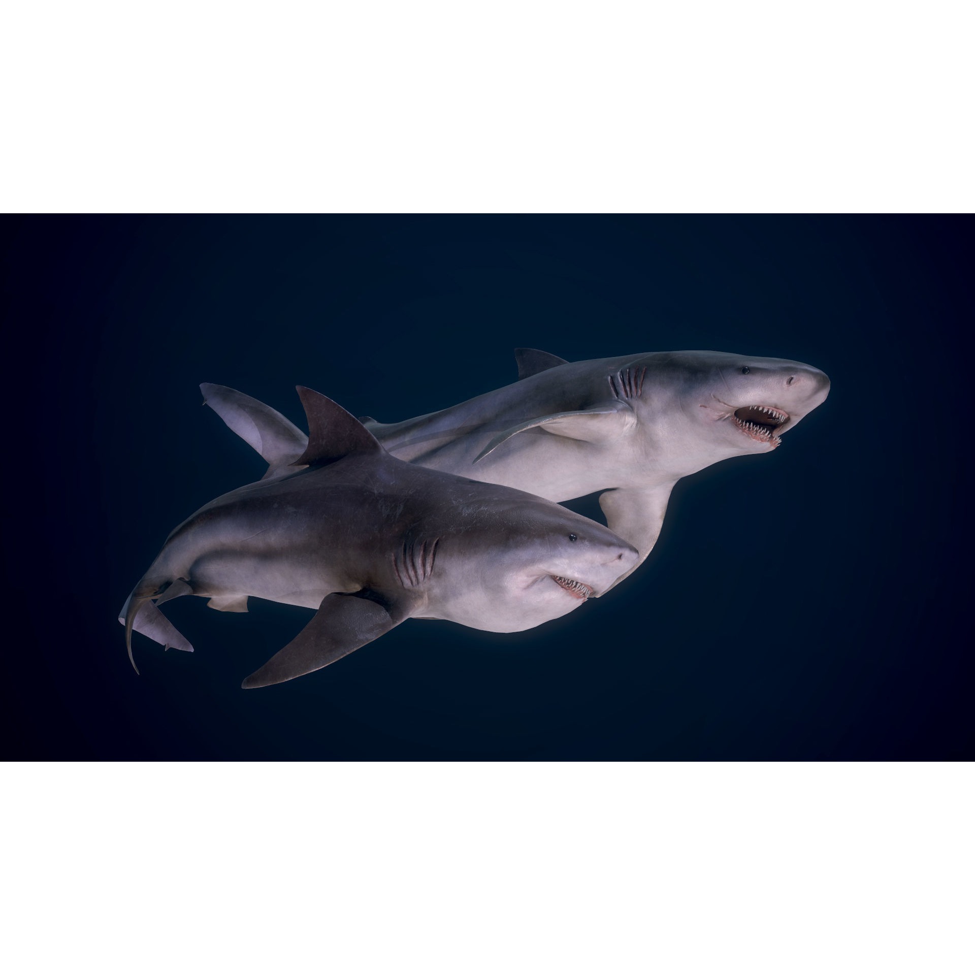 Bull Sharks Low-poly 3D model 2