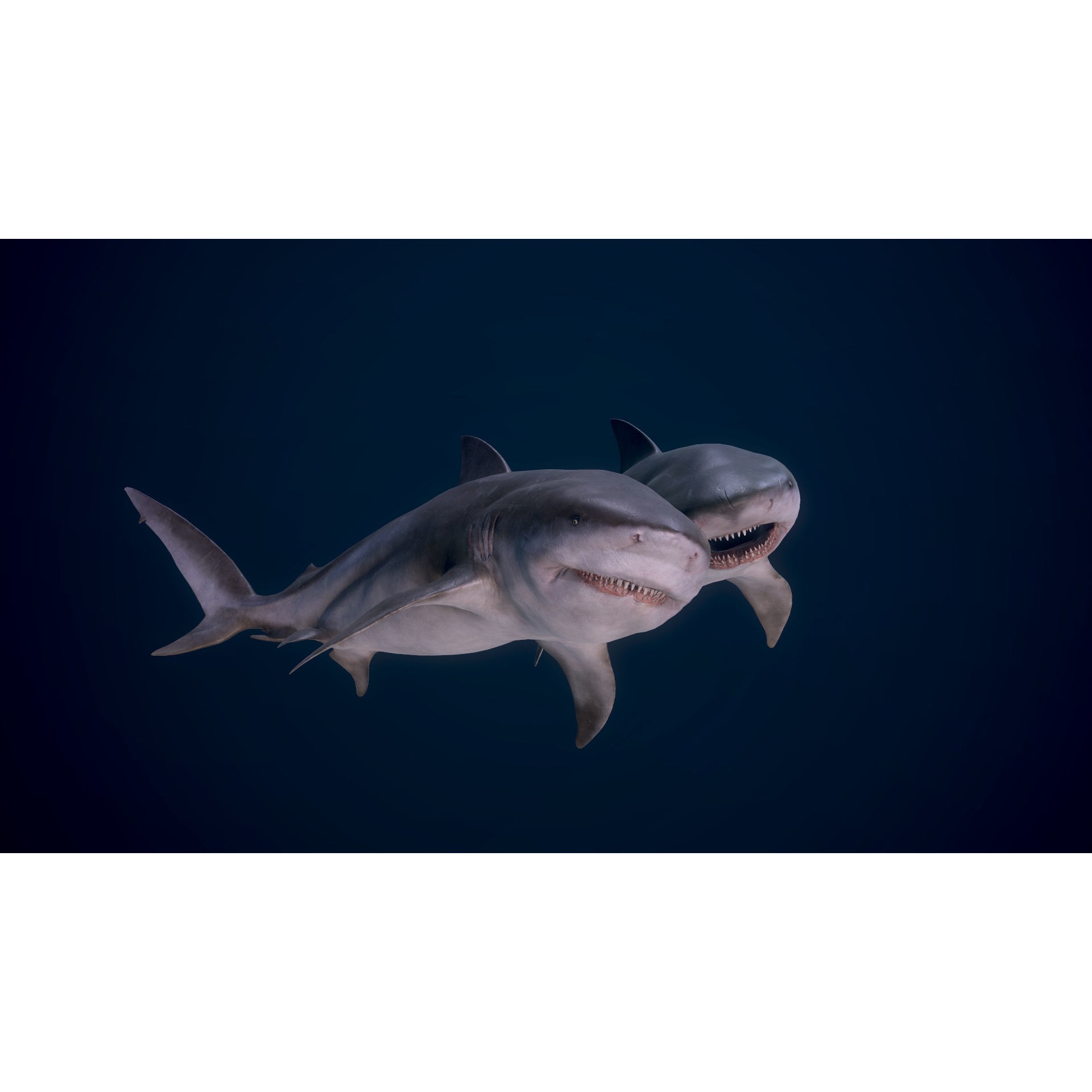 Bull Sharks Low-poly 3D model 3
