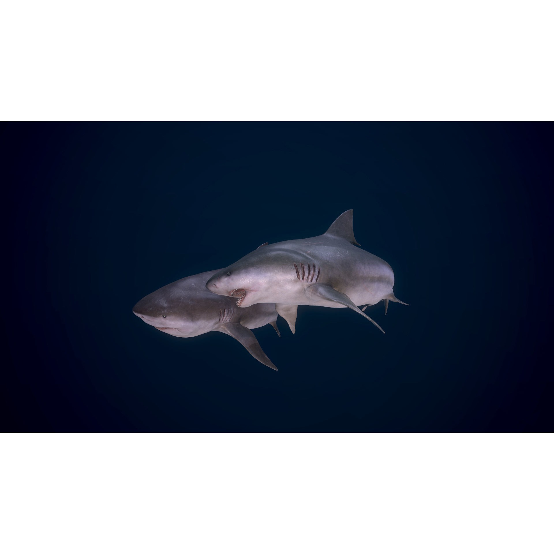Bull Sharks Low-poly 3D model 4