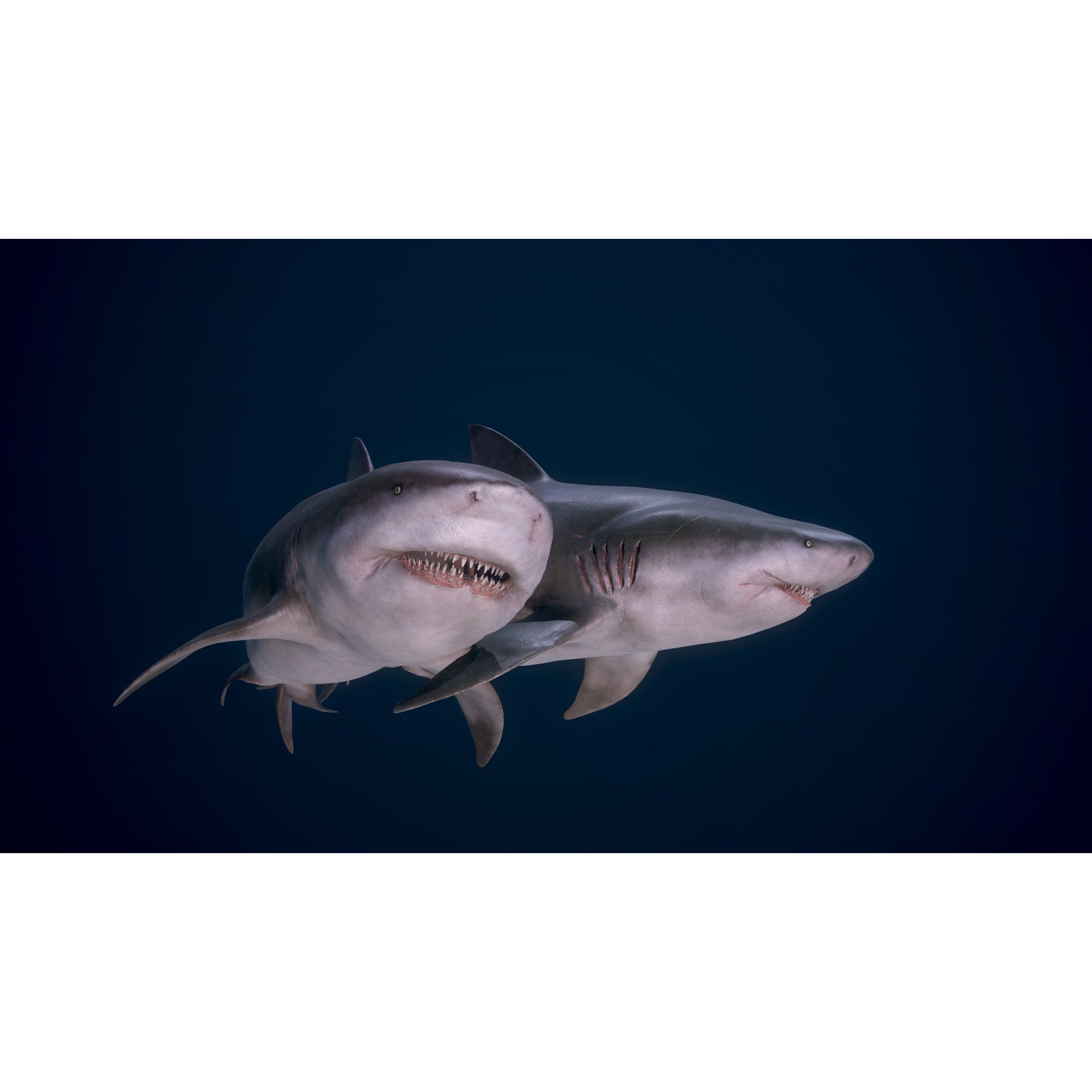 Bull Sharks Low-poly 3D model 5