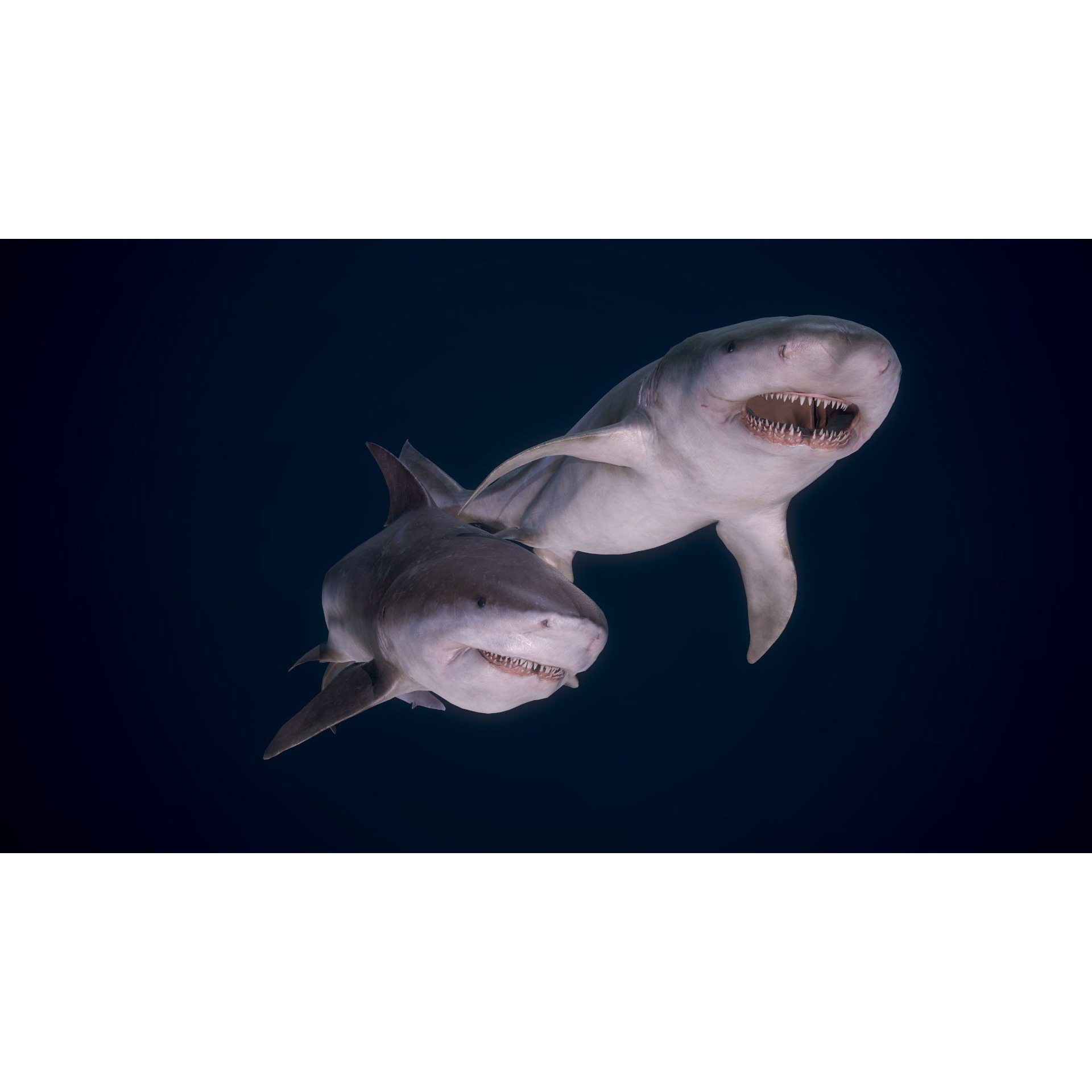 Bull Sharks Low-poly 3D model 6
