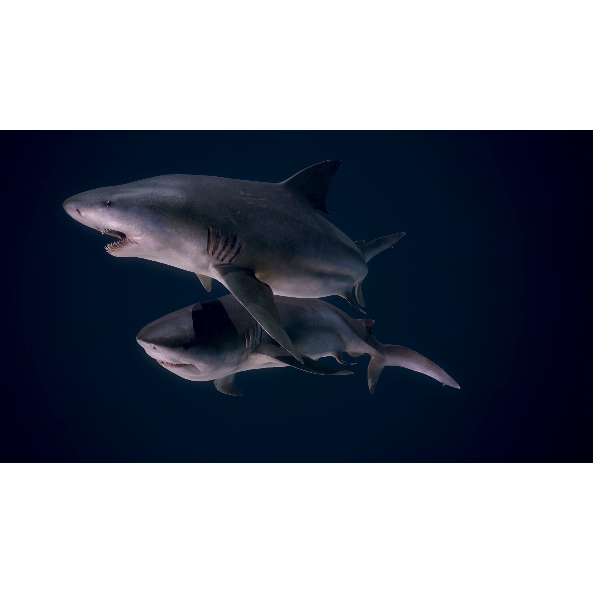Bull Sharks Low-poly 3D model 7