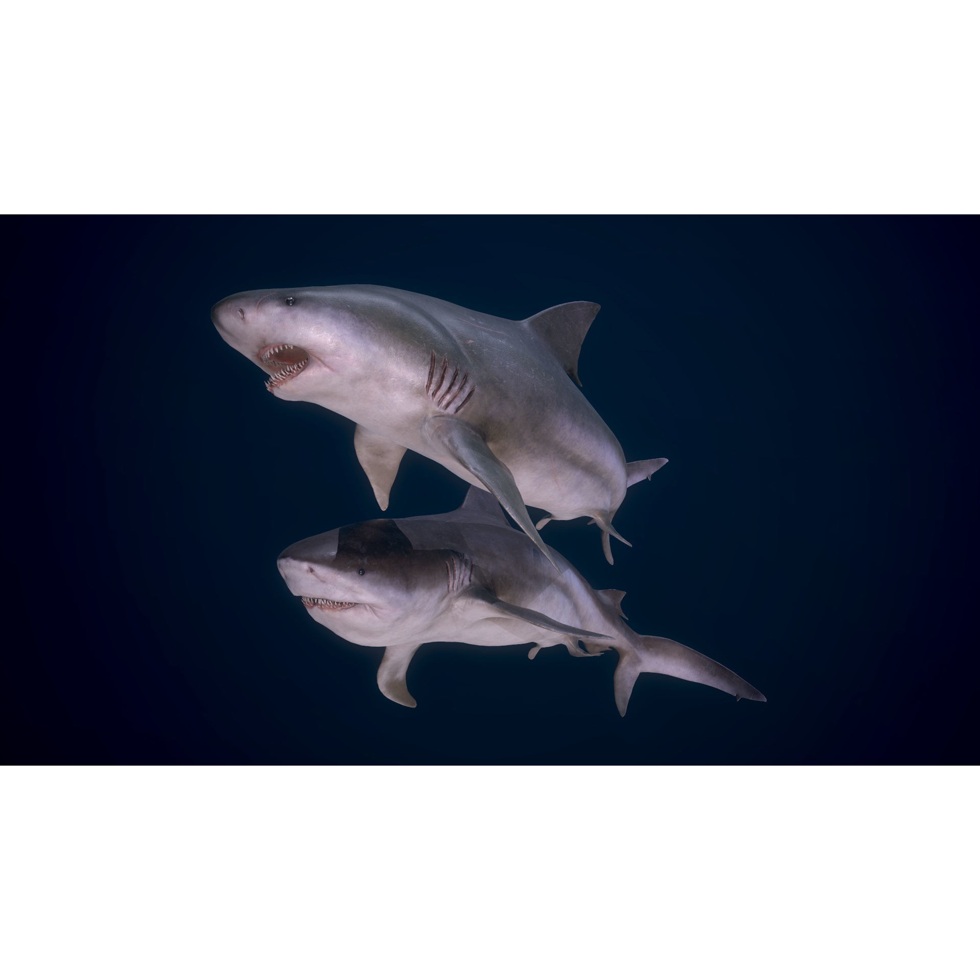 Bull Sharks Low-poly 3D model 8