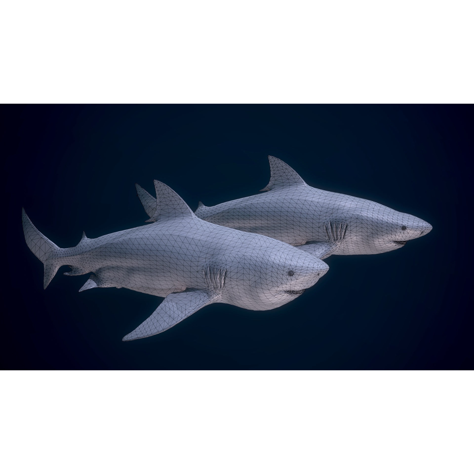 Bull Sharks Low-poly 3D model 9