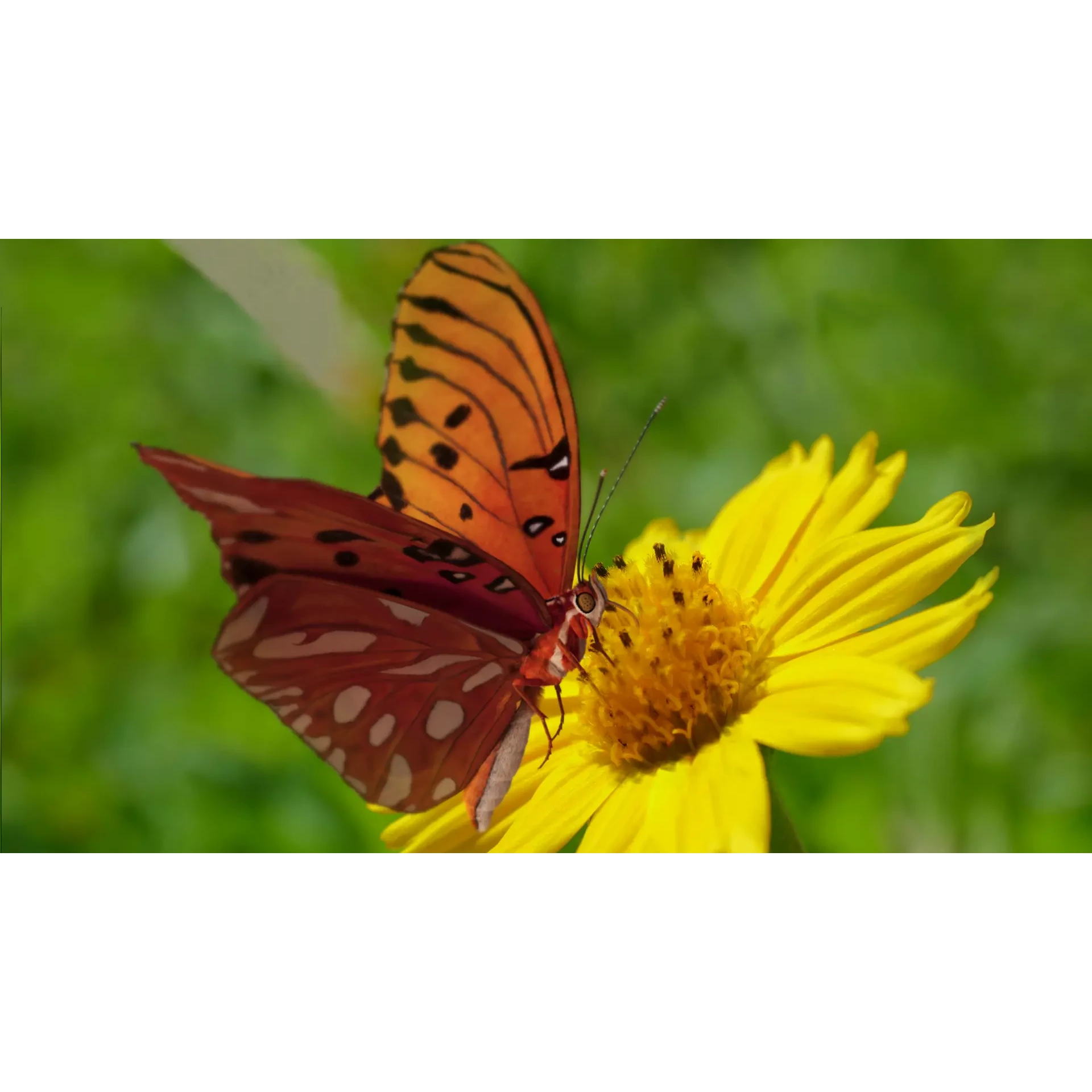 Butterfly Agraulis vanillae Animated 3D model