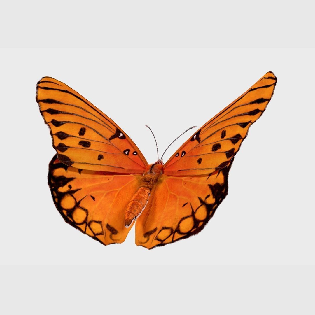 Butterfly Agraulis vanillae Animated 3D model 2