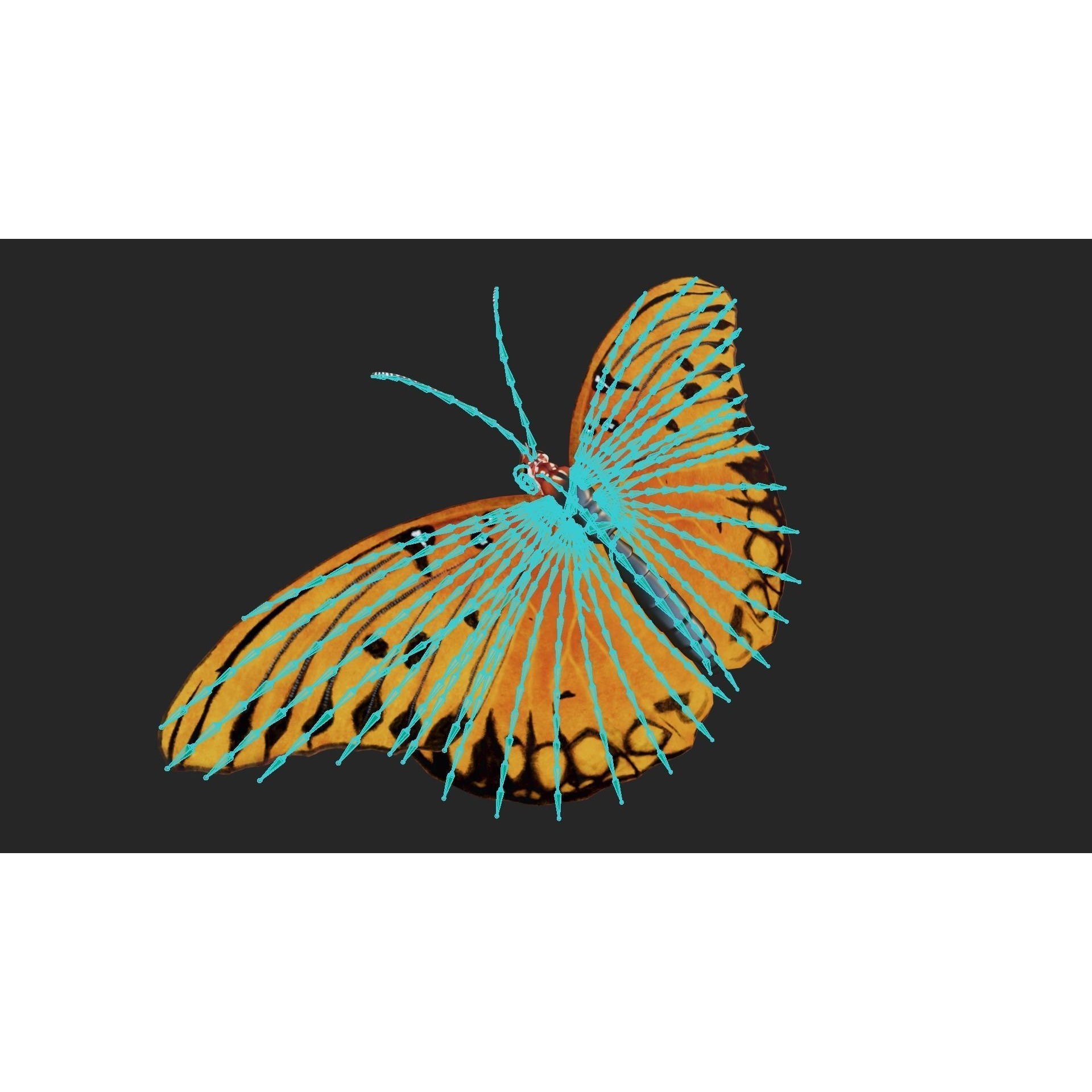 Butterfly Agraulis vanillae Animated 3D model 5