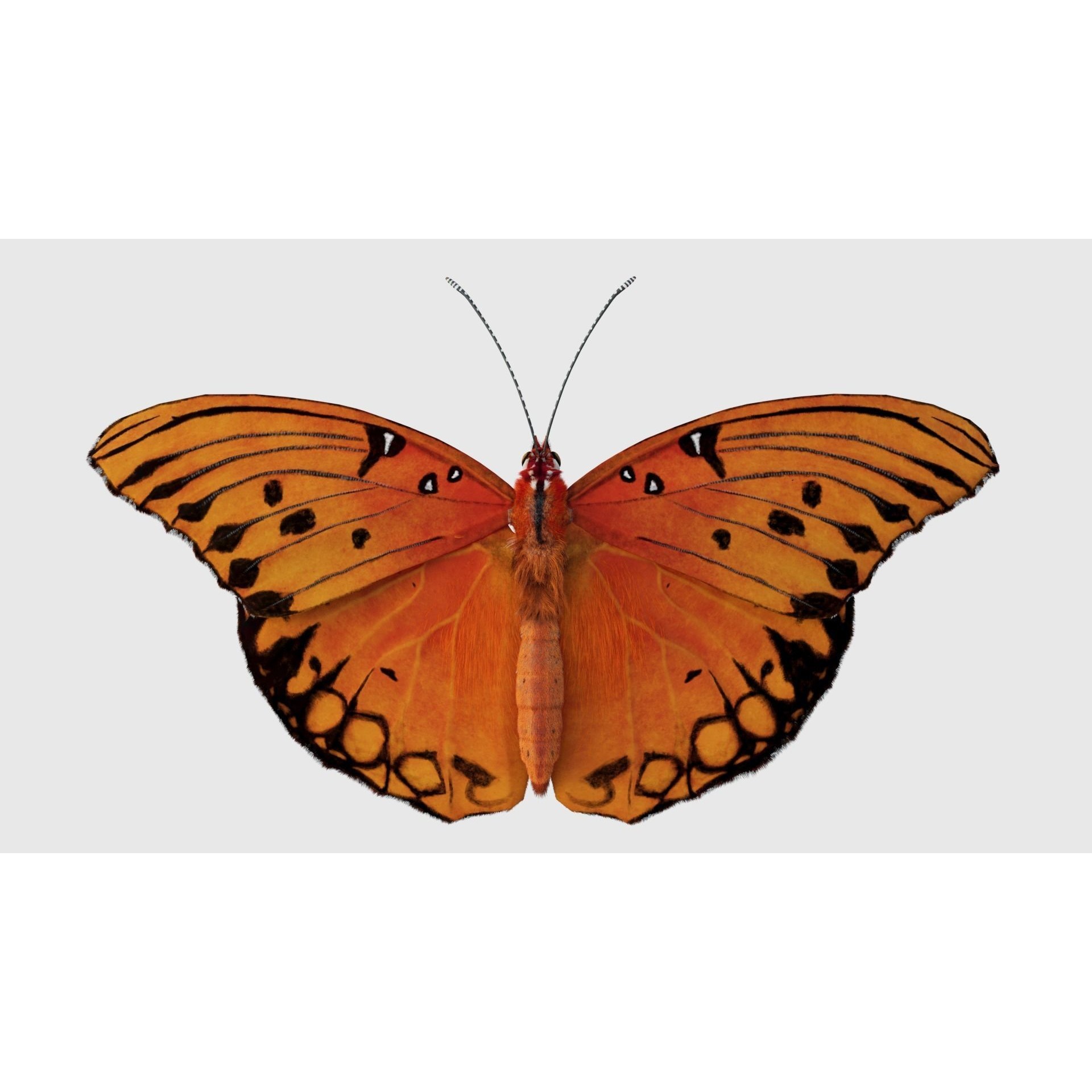 Butterfly Agraulis vanillae Animated 3D model 7