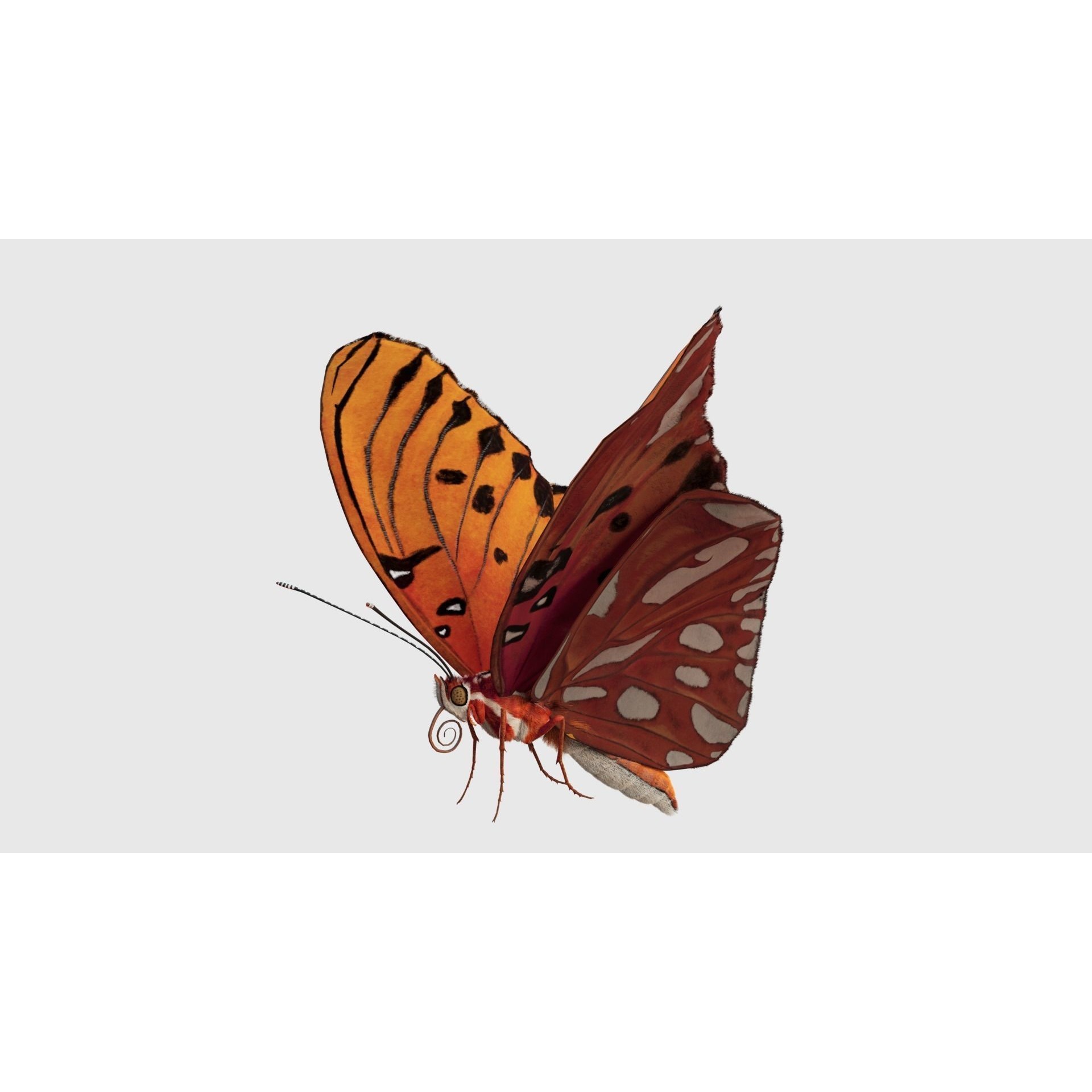 Butterfly Agraulis vanillae Animated 3D model 9