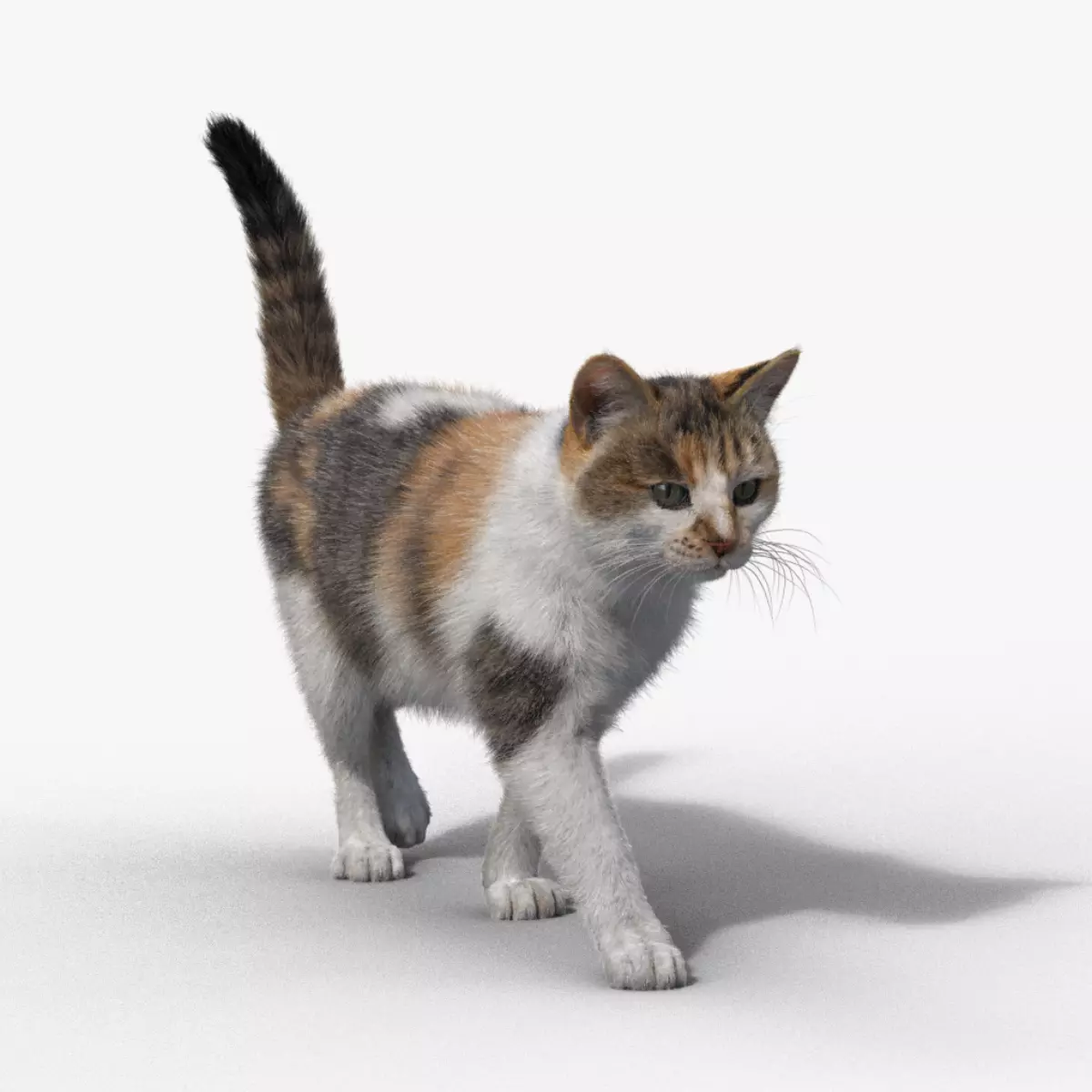 Calico Cat 01 Animated VFX Grace 3D model