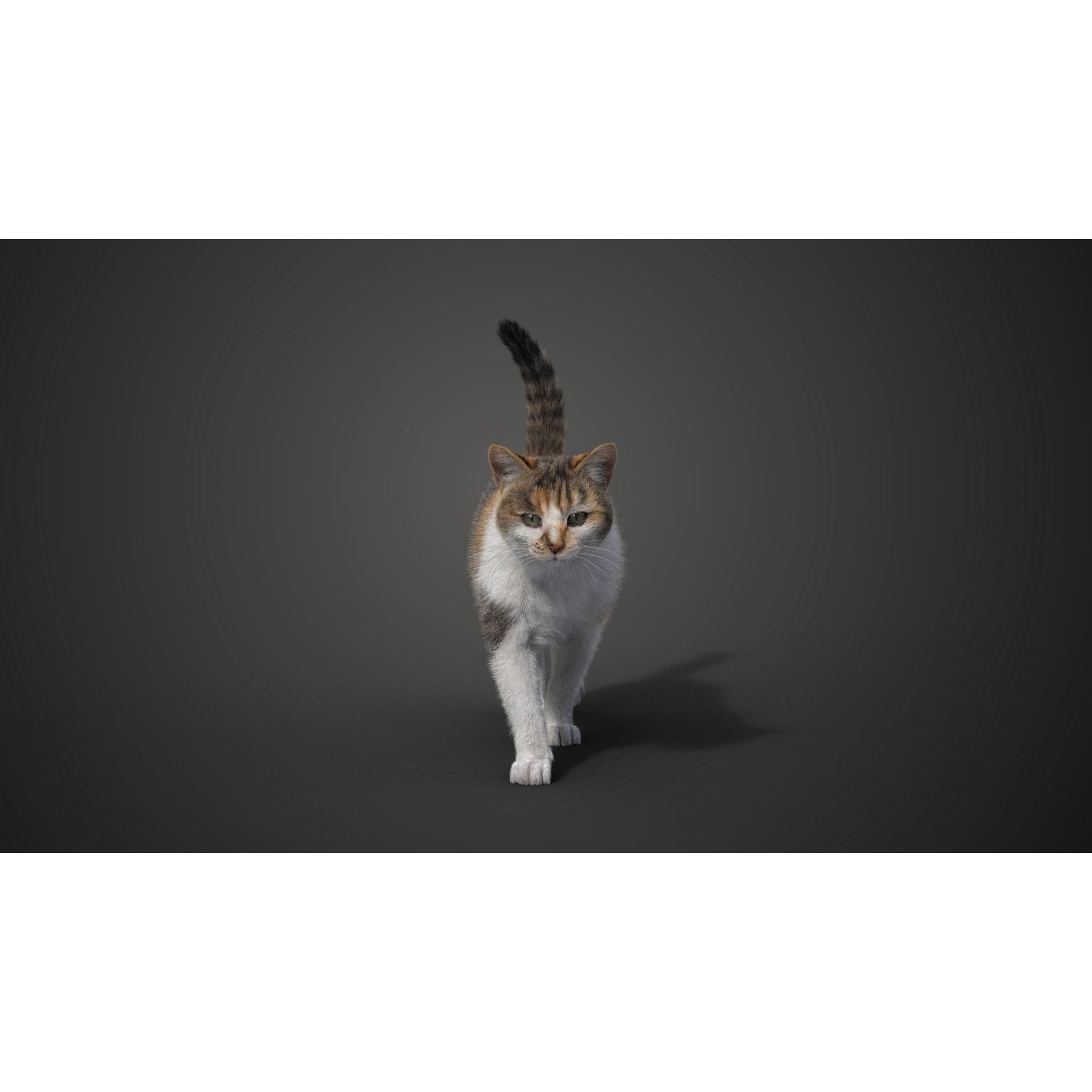 Calico Cat 01 Animated VFX Grace 3D model 2