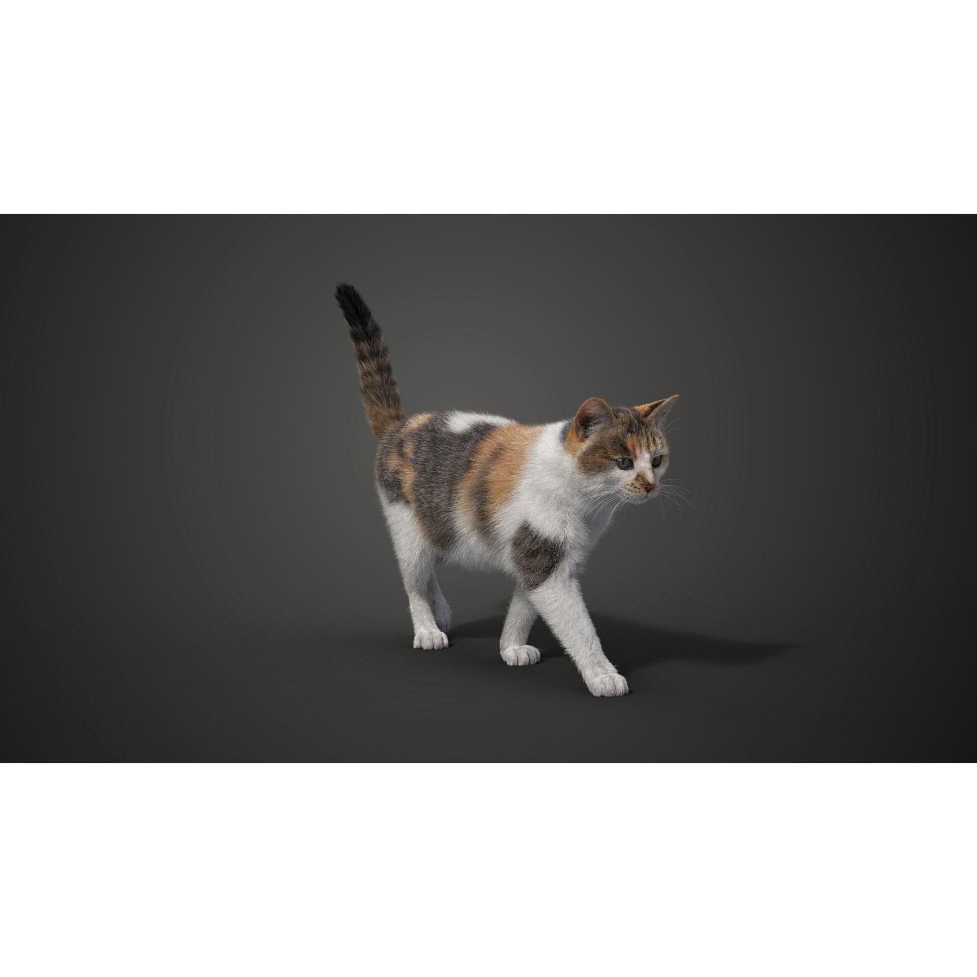 Calico Cat 01 Animated VFX Grace 3D model 3