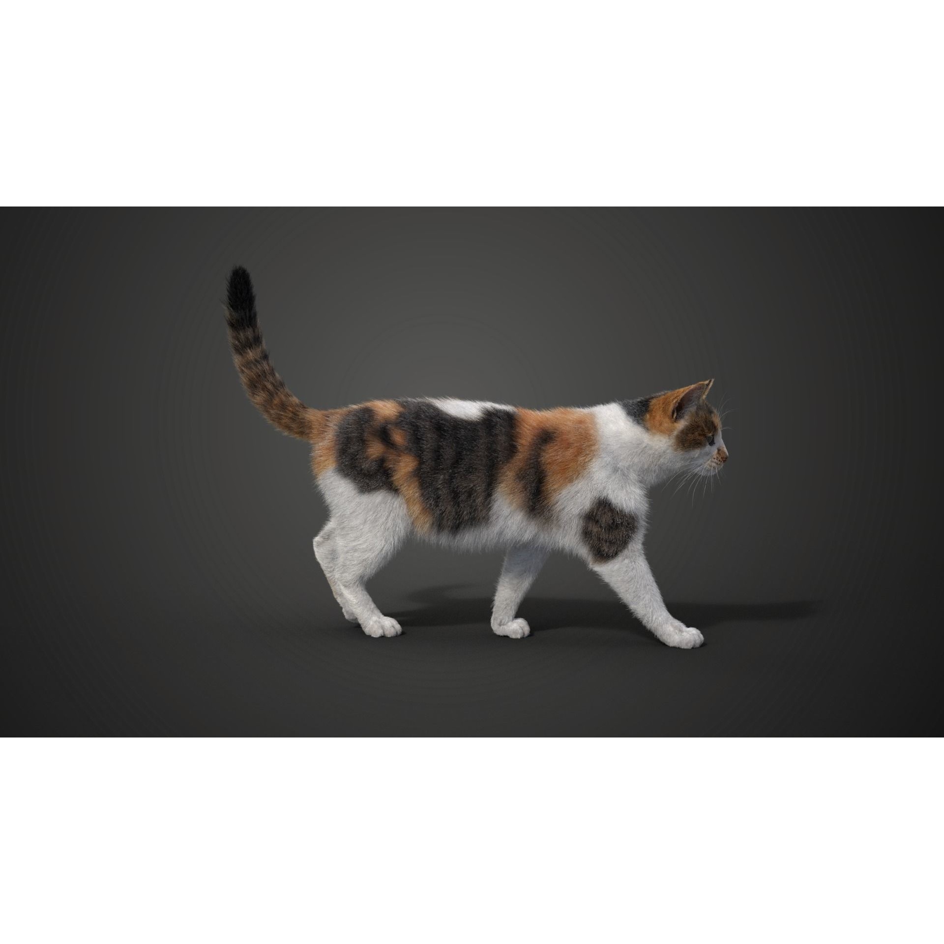 Calico Cat 01 Animated VFX Grace 3D model 4