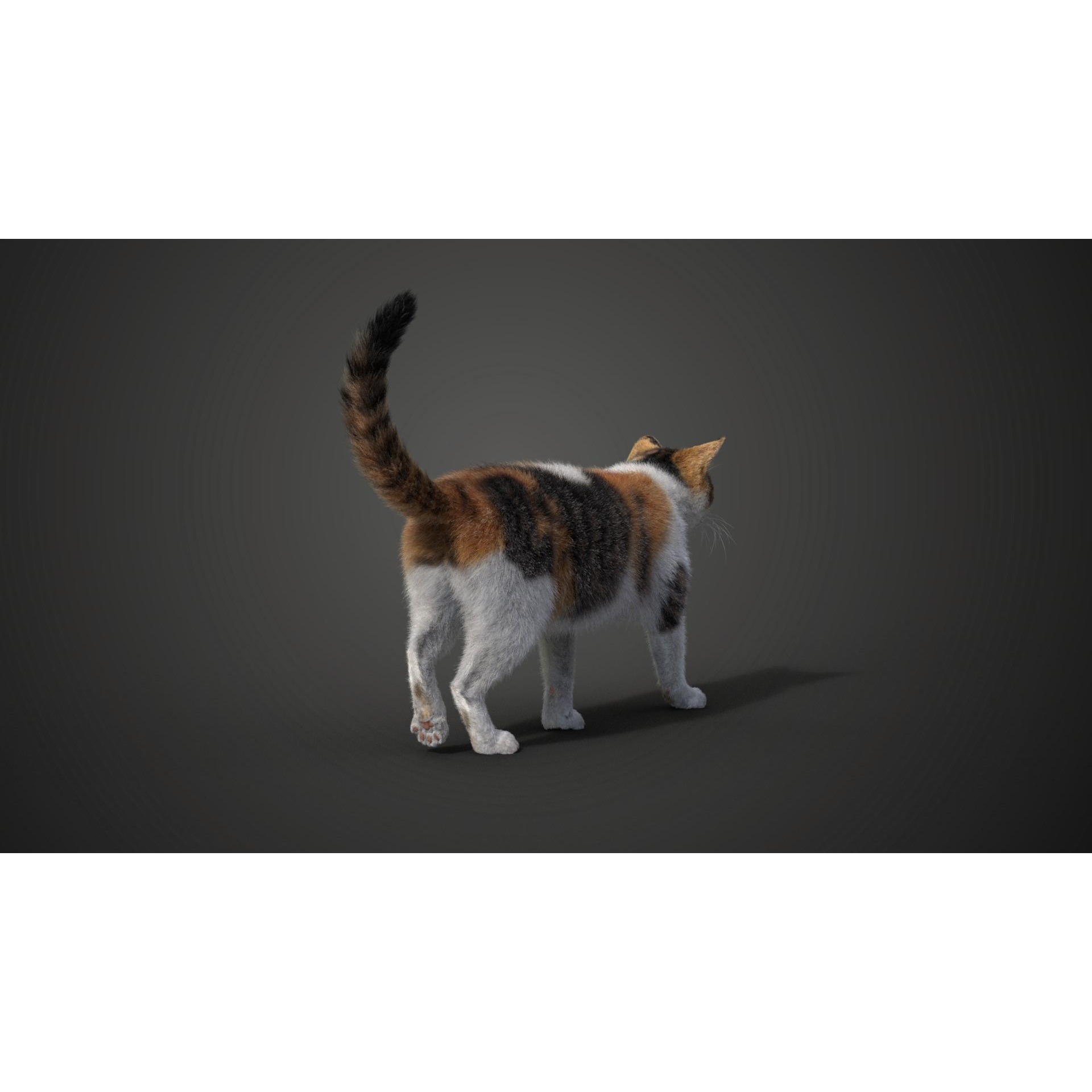 Calico Cat 01 Animated VFX Grace 3D model 5