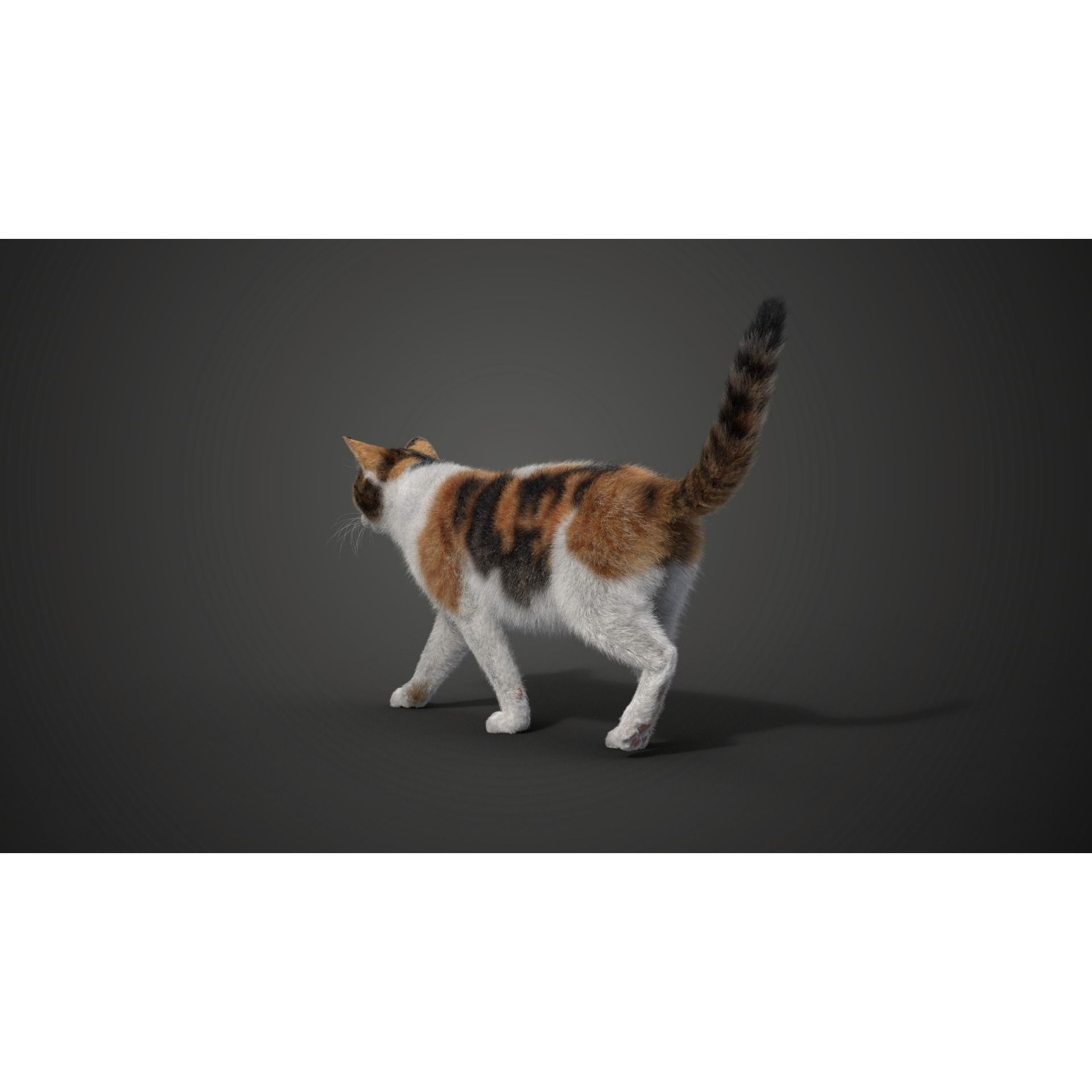 Calico Cat 01 Animated VFX Grace 3D model 6