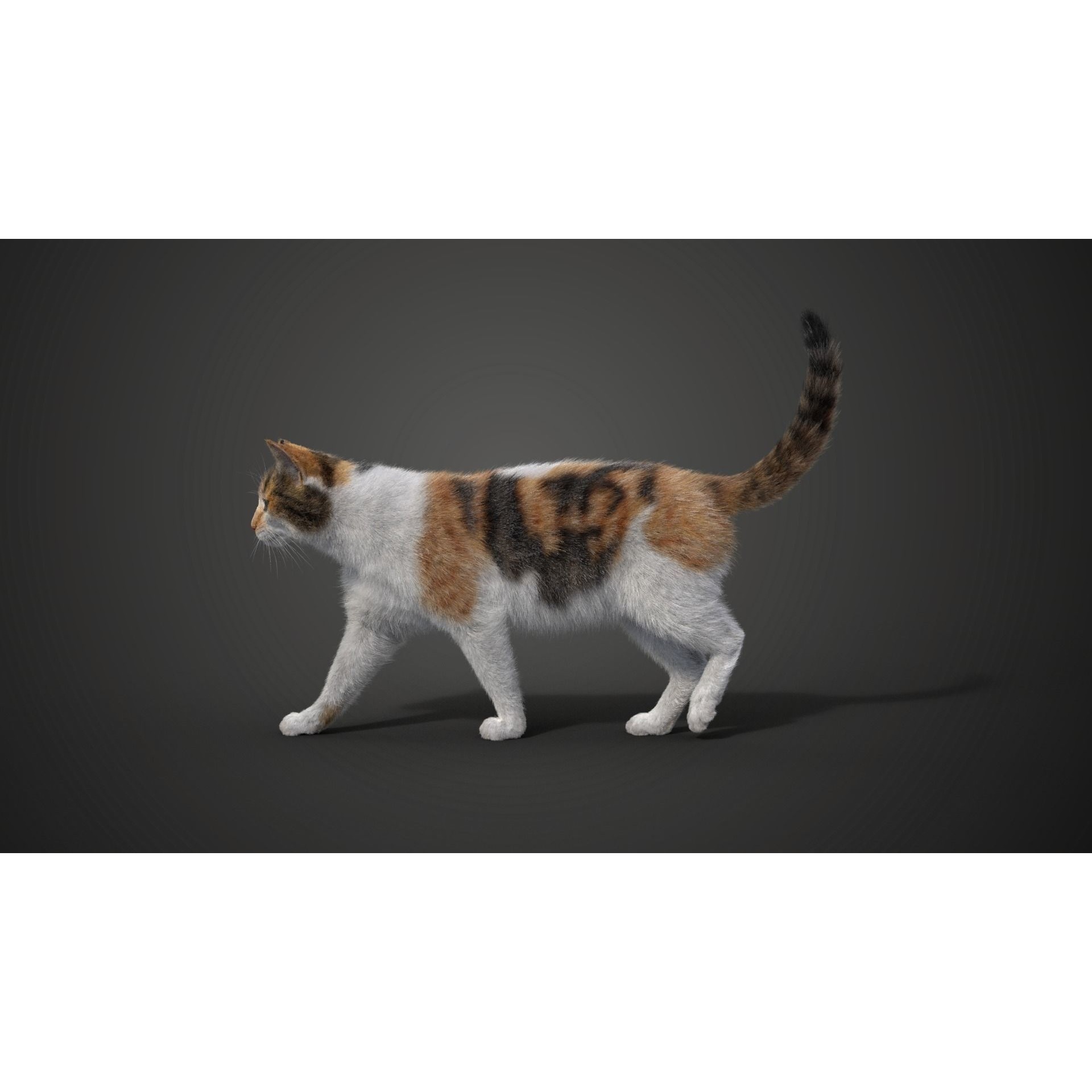 Calico Cat 01 Animated VFX Grace 3D model 7