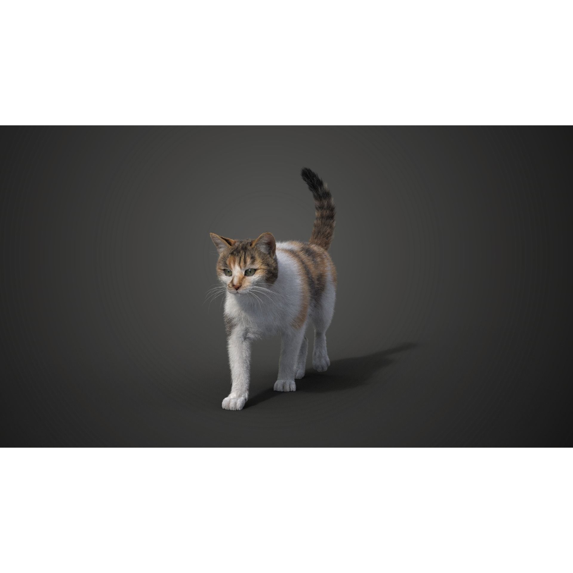 Calico Cat 01 Animated VFX Grace 3D model 8