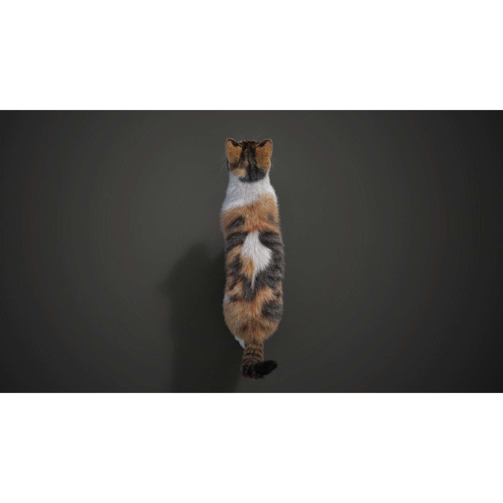 Calico Cat 01 Animated VFX Grace 3D model 9