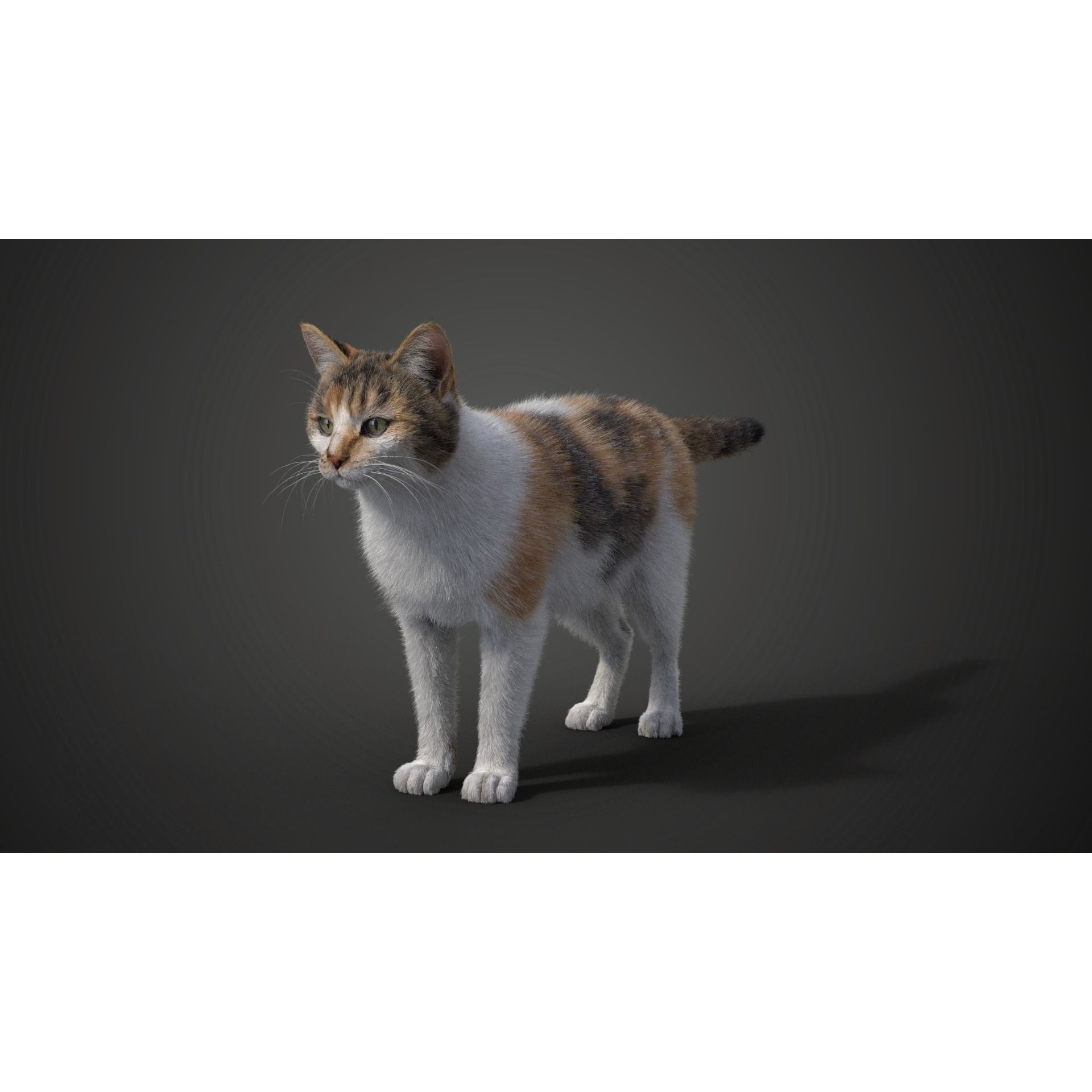 Calico Cat 01 Animated VFX Grace 3D model 10
