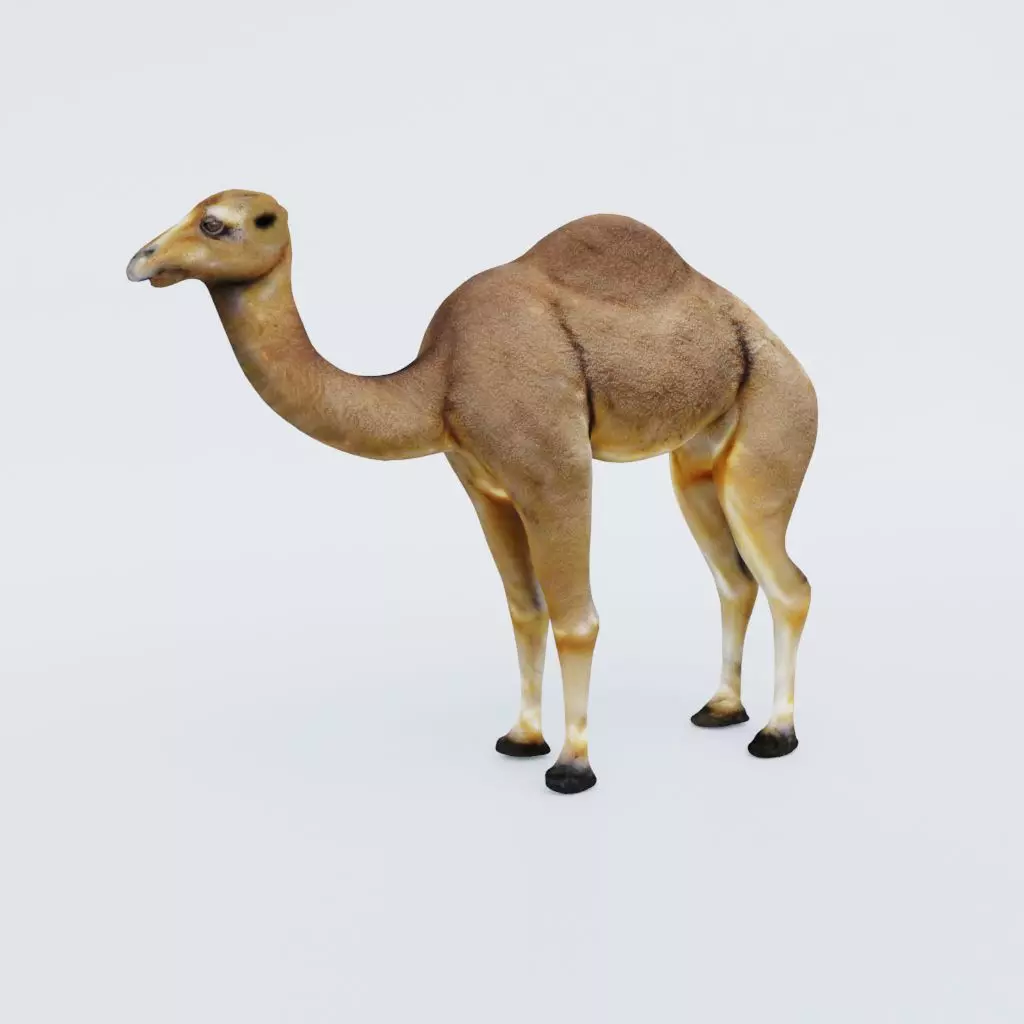 Camel Free 3D model