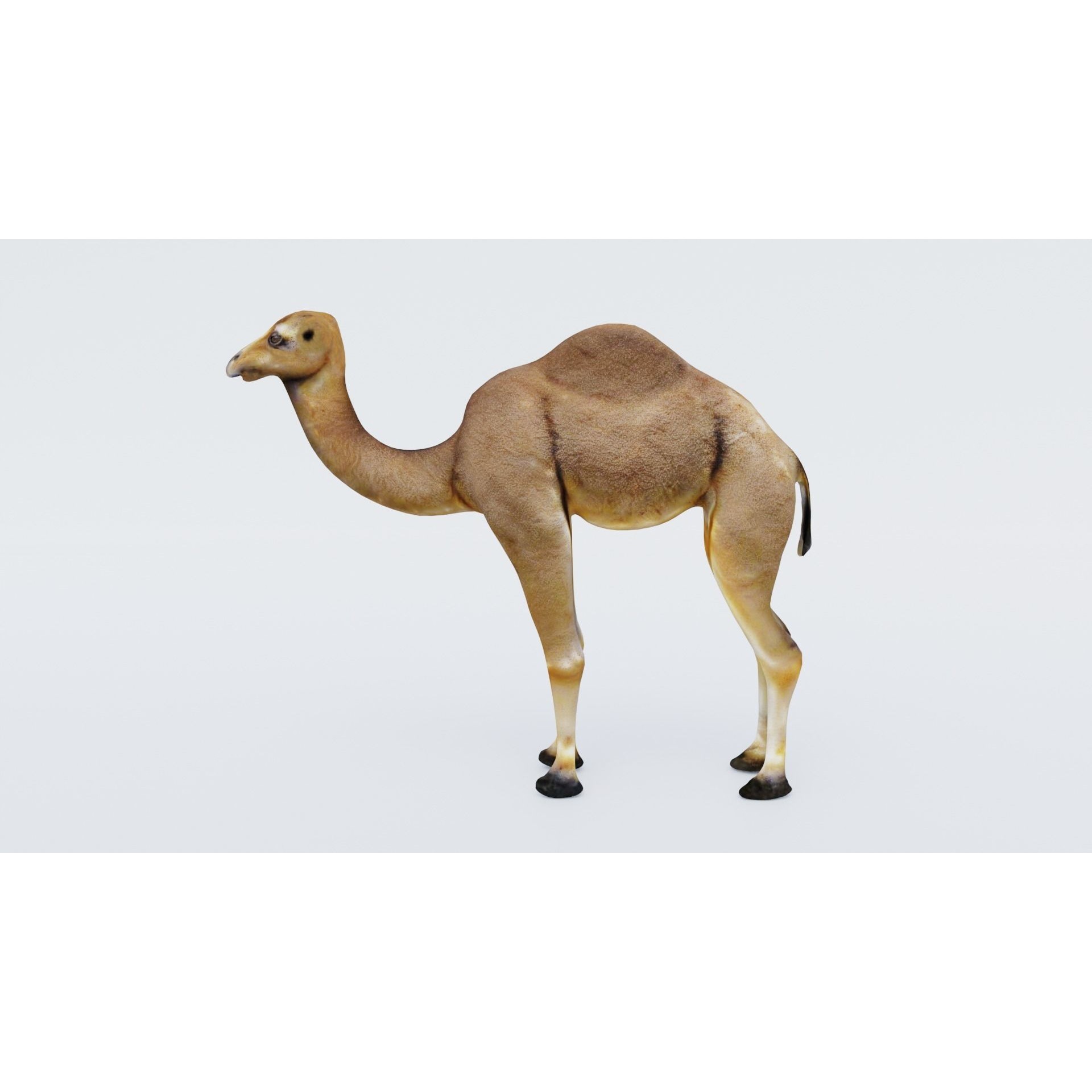 Camel Free 3D model 2