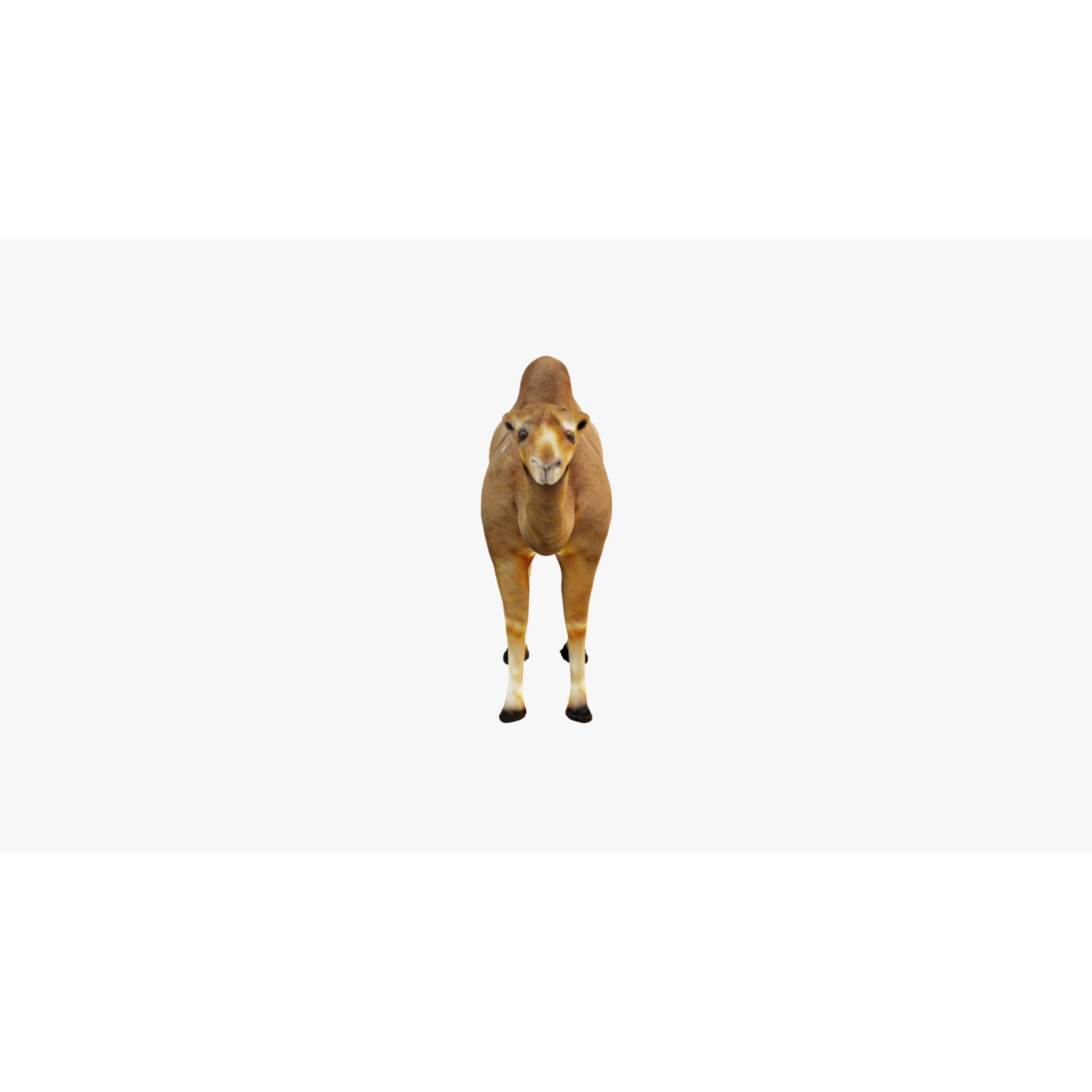 Camel Free 3D model 3
