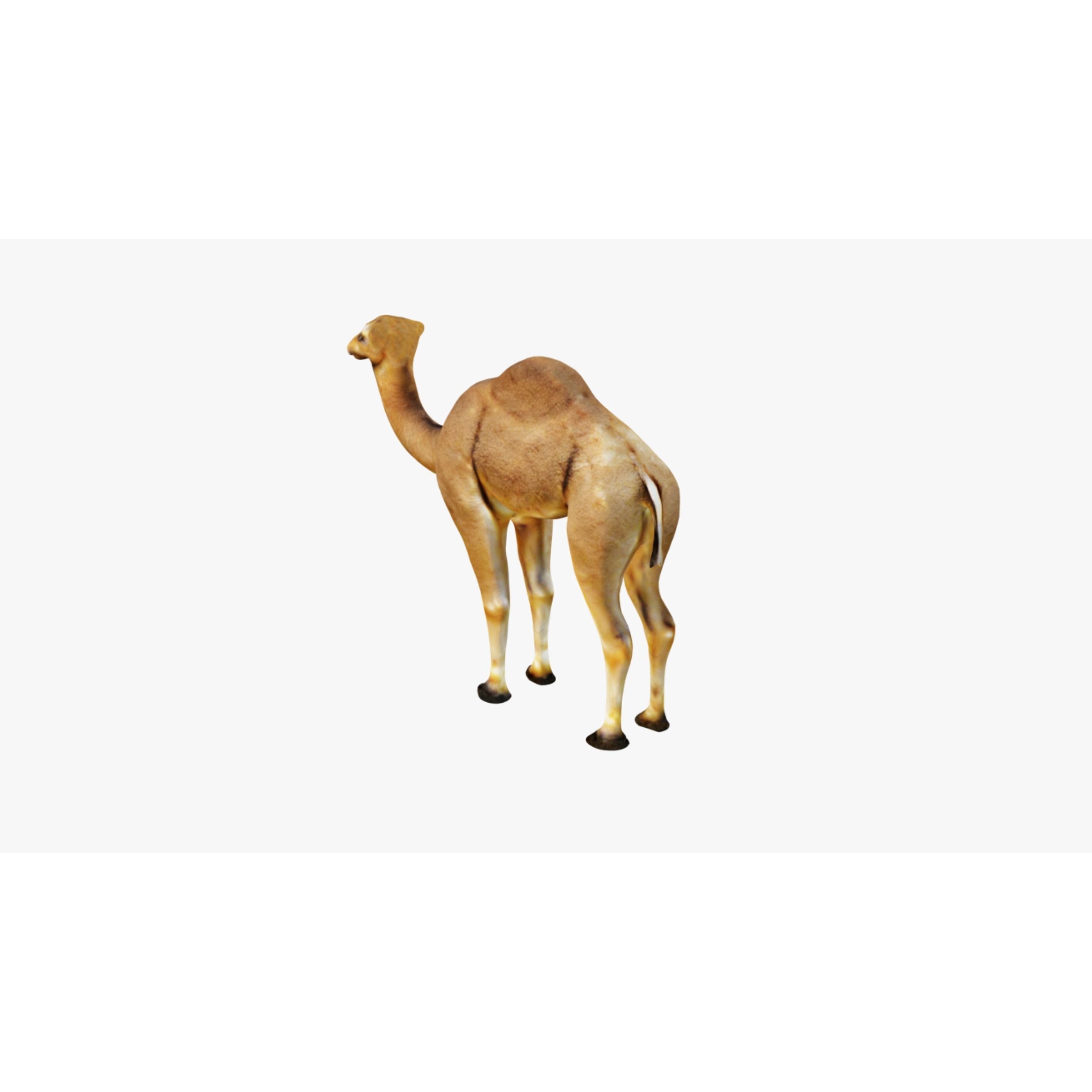 Camel Free 3D model 4