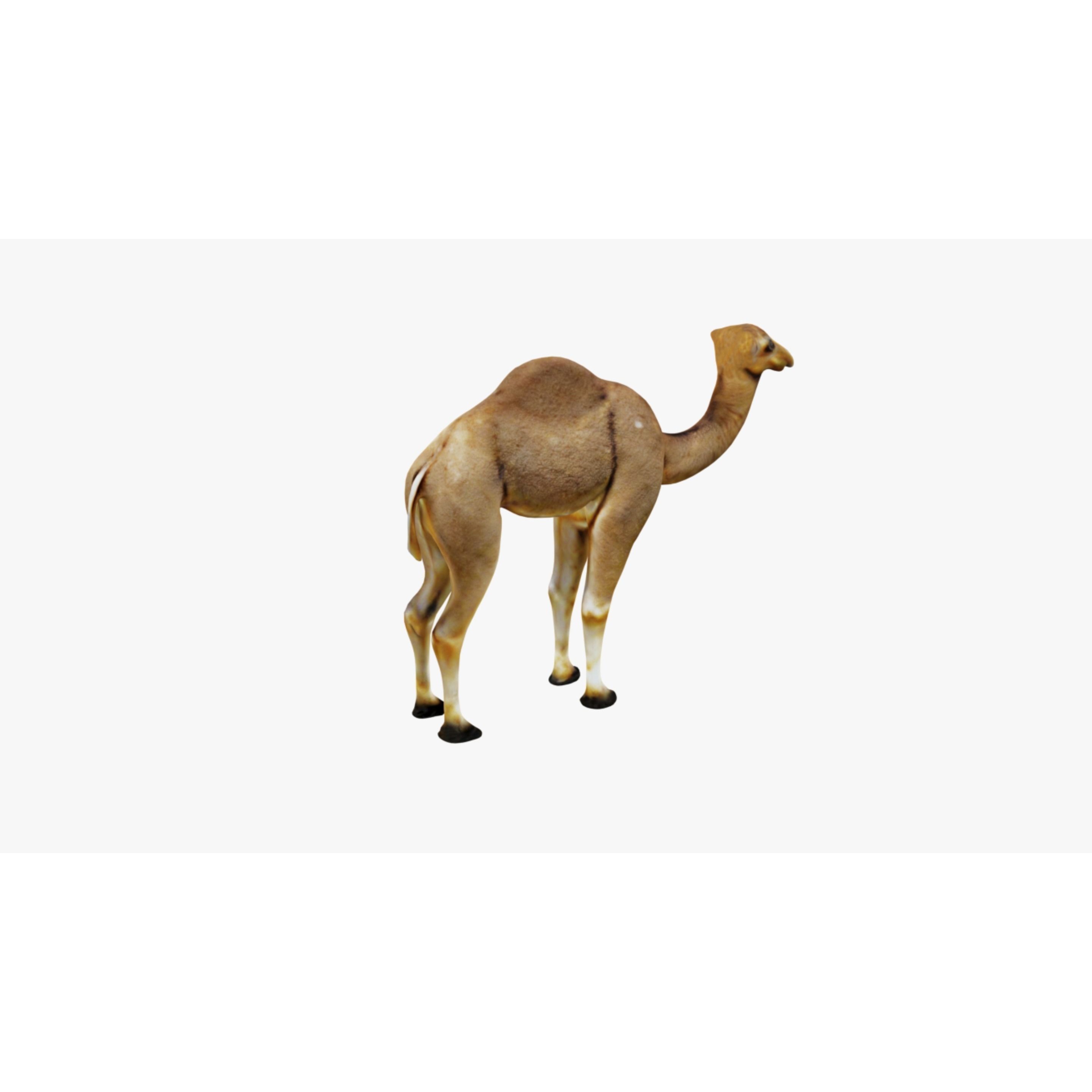 Camel Free 3D model 5