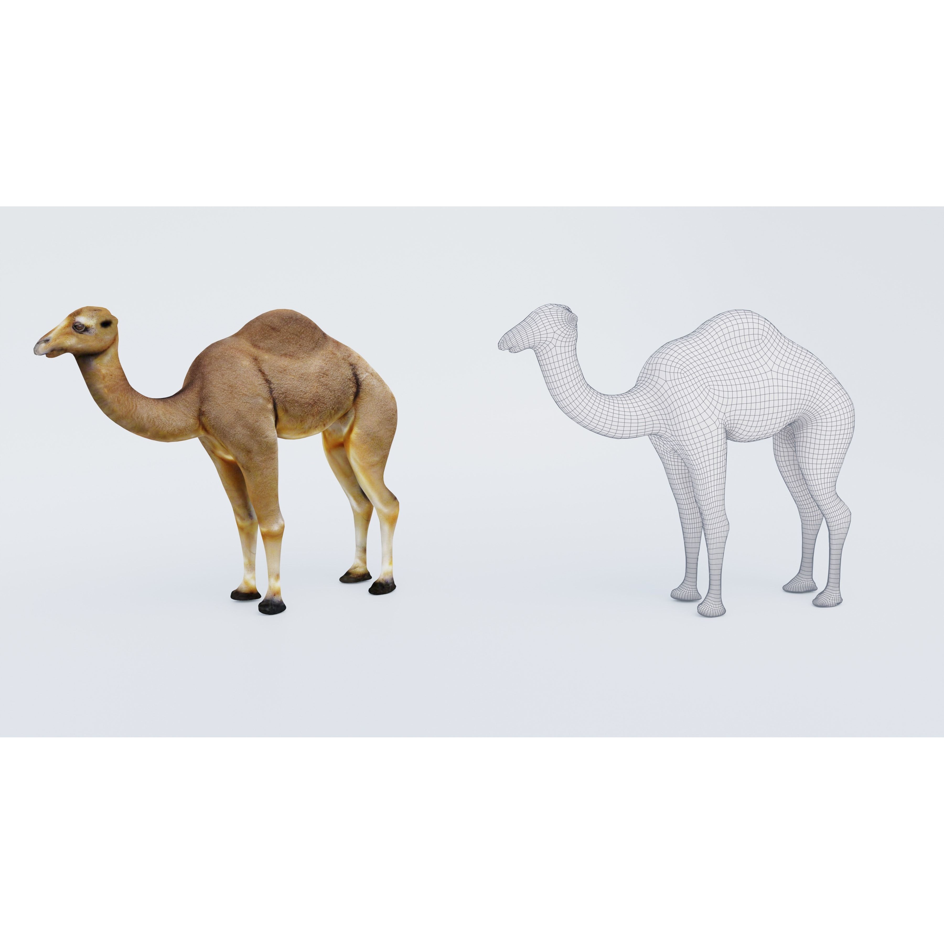 Camel Free 3D model 6
