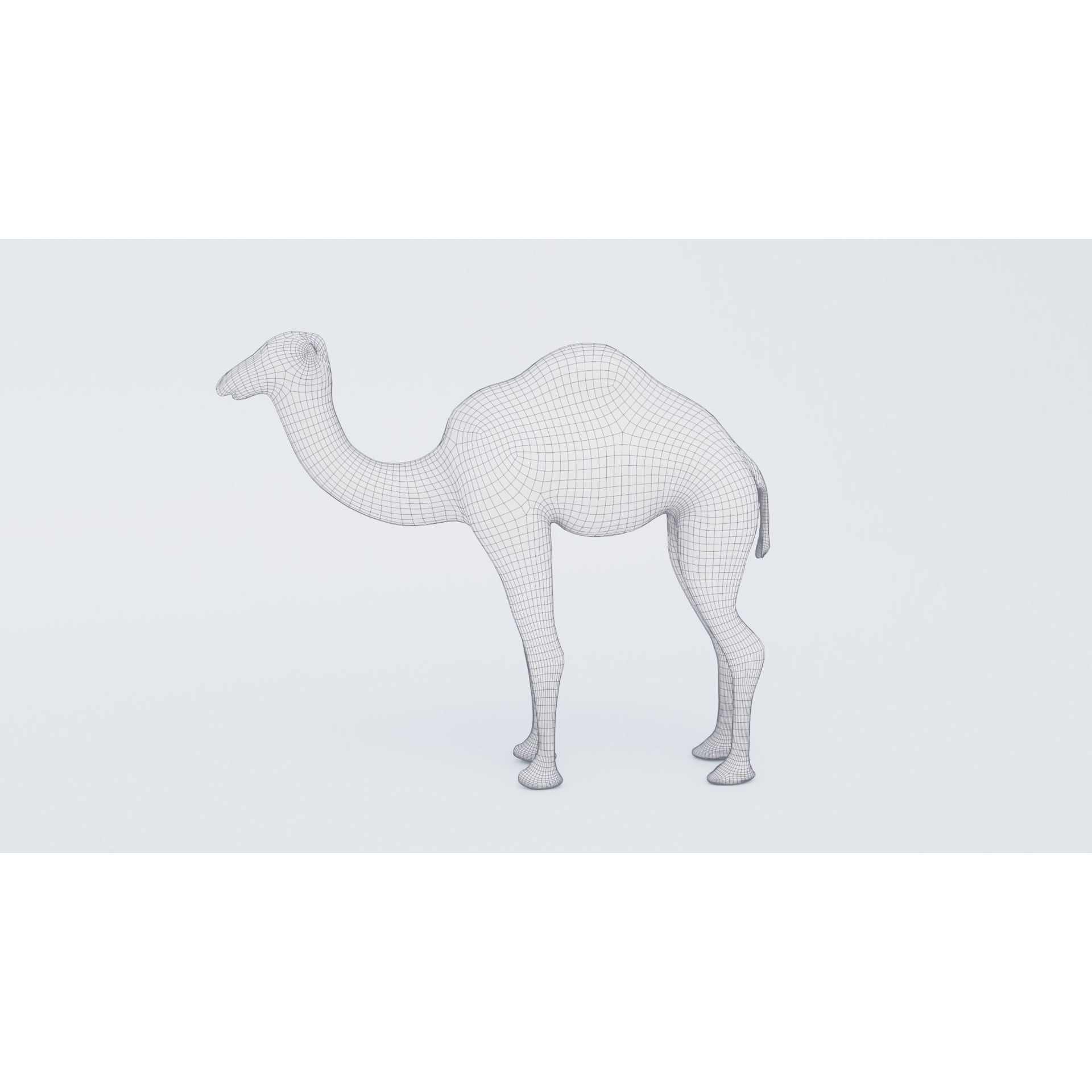 Camel Free 3D model 7