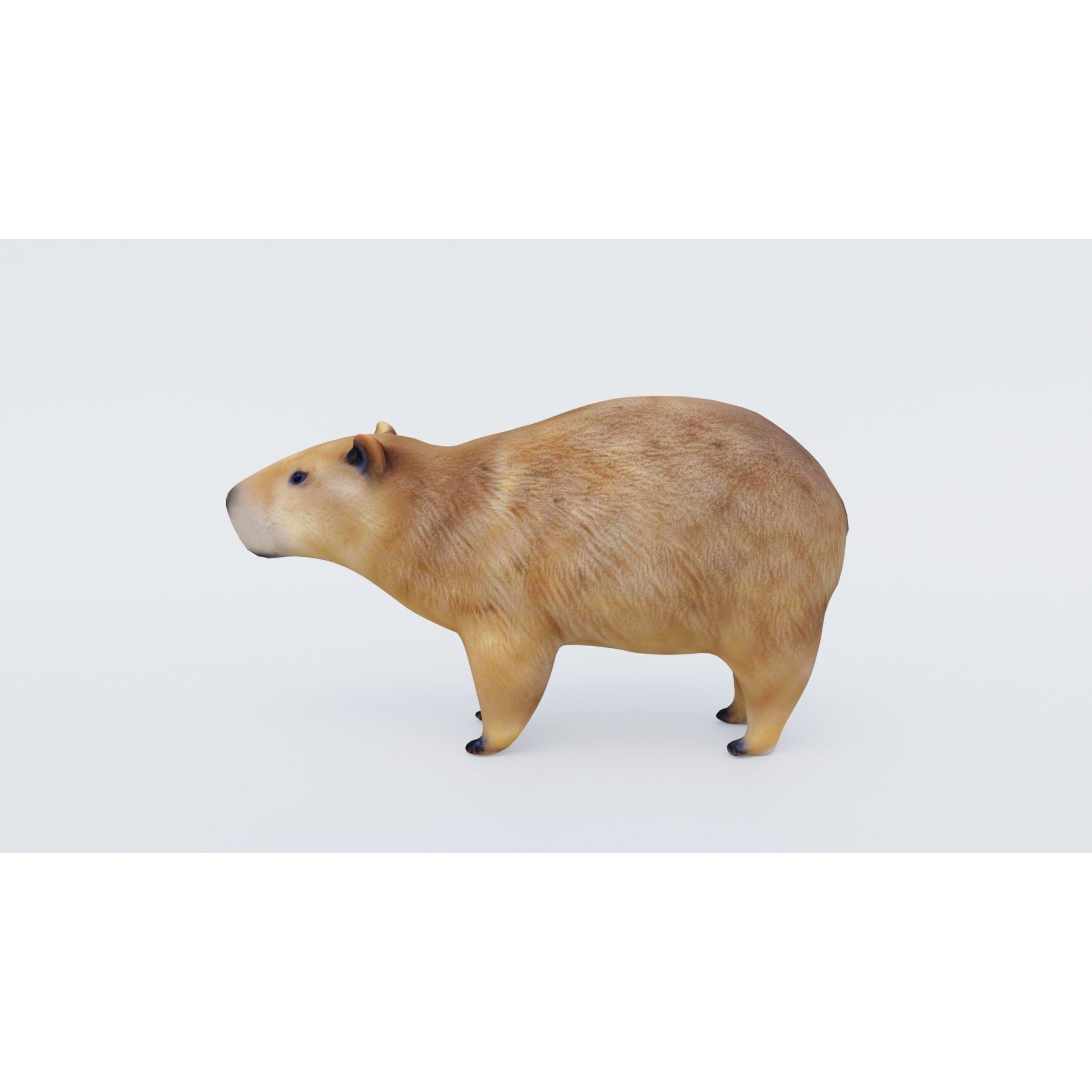 Capybara Free 3D model 2