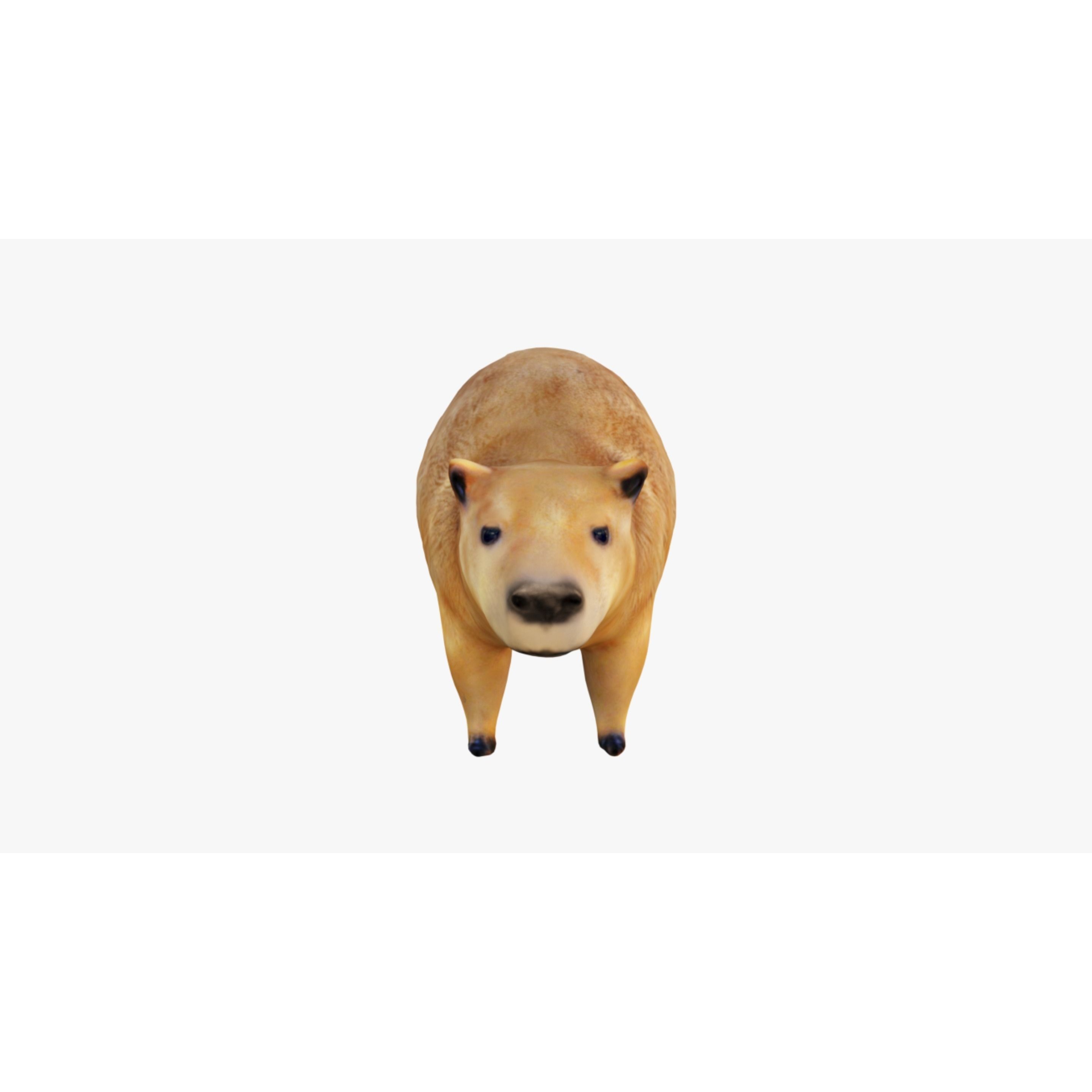 Capybara Free 3D model 3