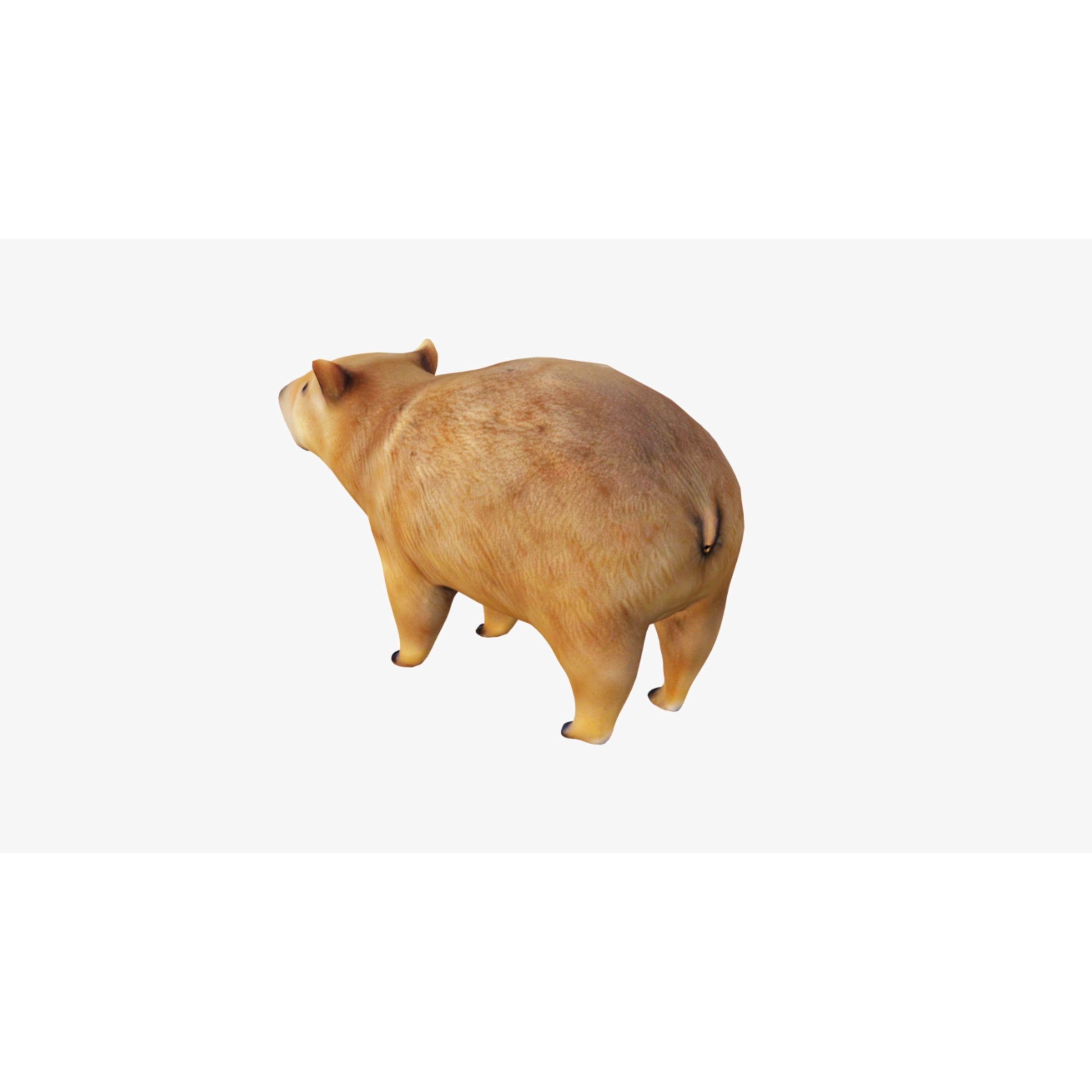 Capybara Free 3D model 4
