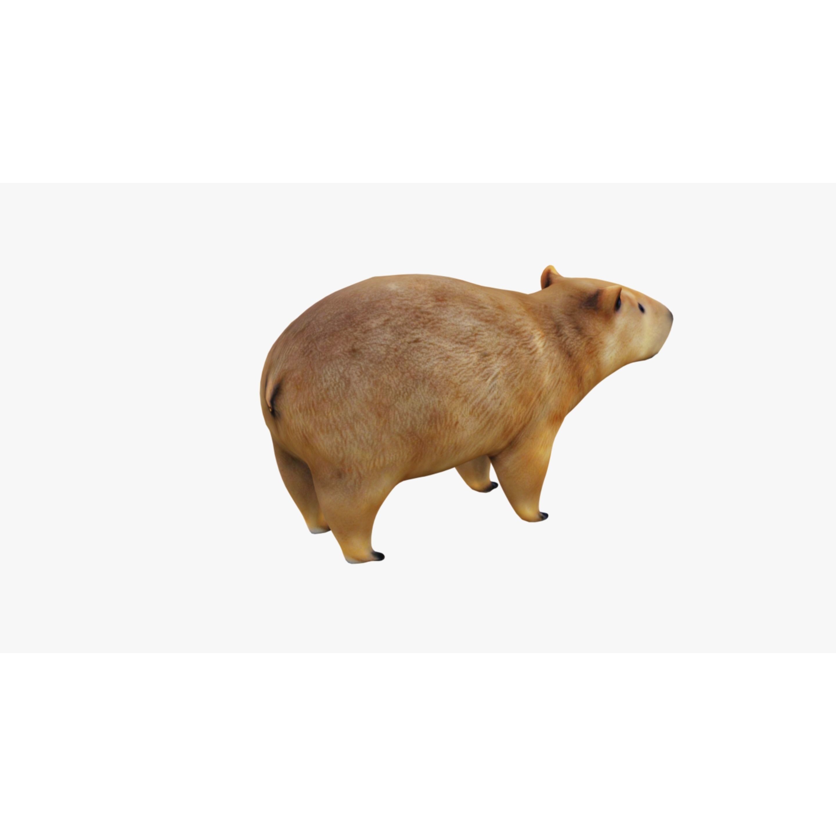 Capybara Free 3D model 5