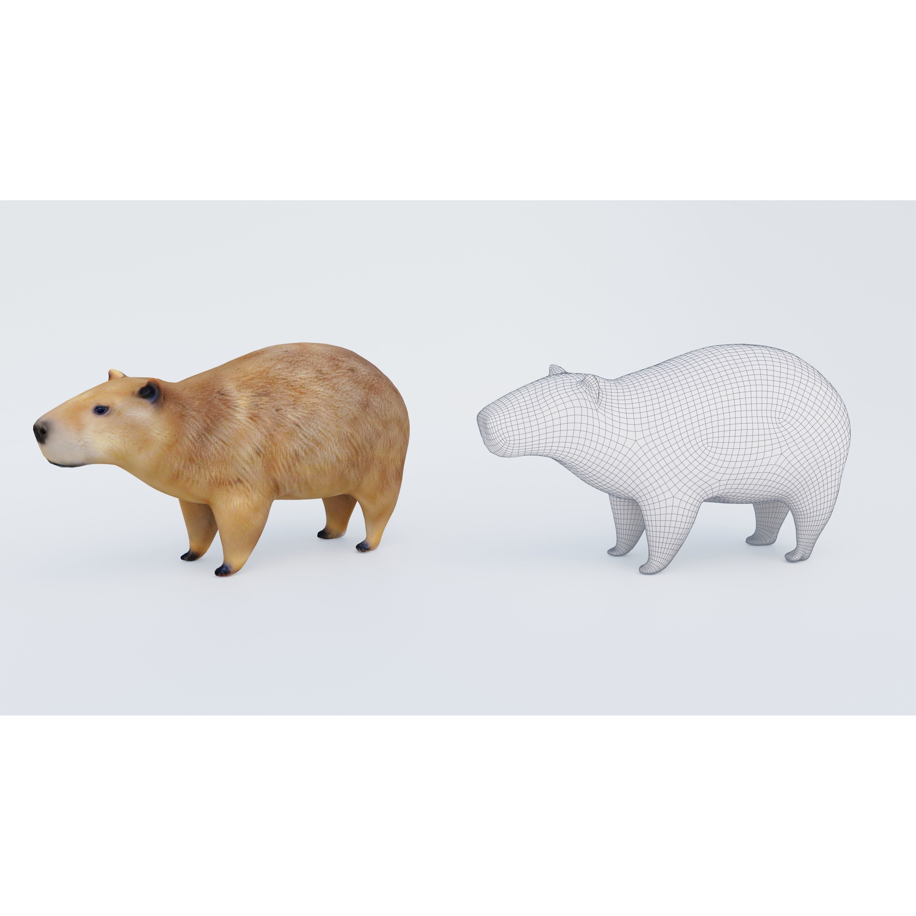 Capybara Free 3D model 6
