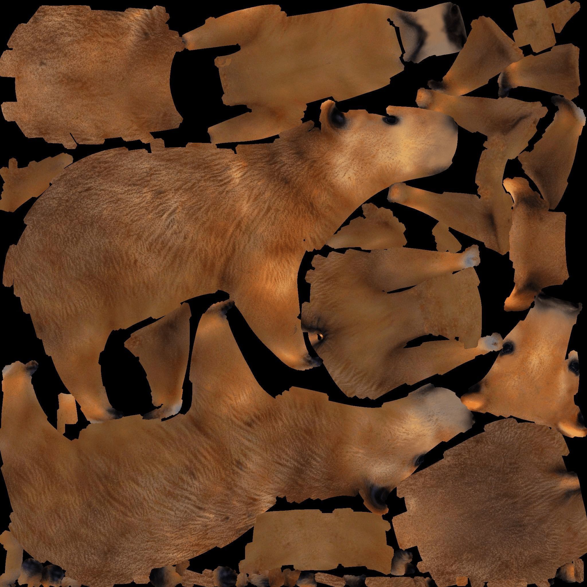Capybara Free 3D model 8