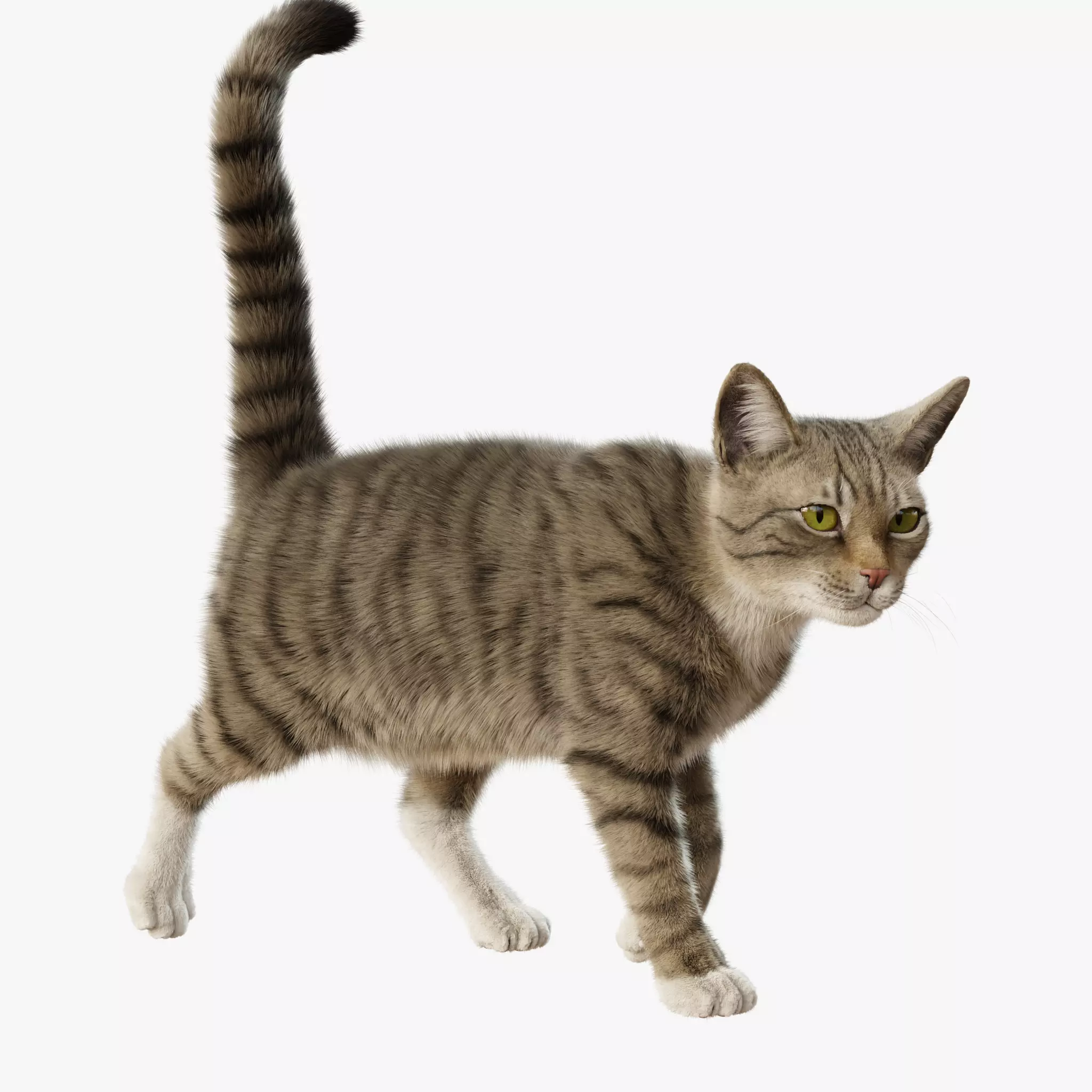 Cat Gray Tabby Rigged Animated 3D model