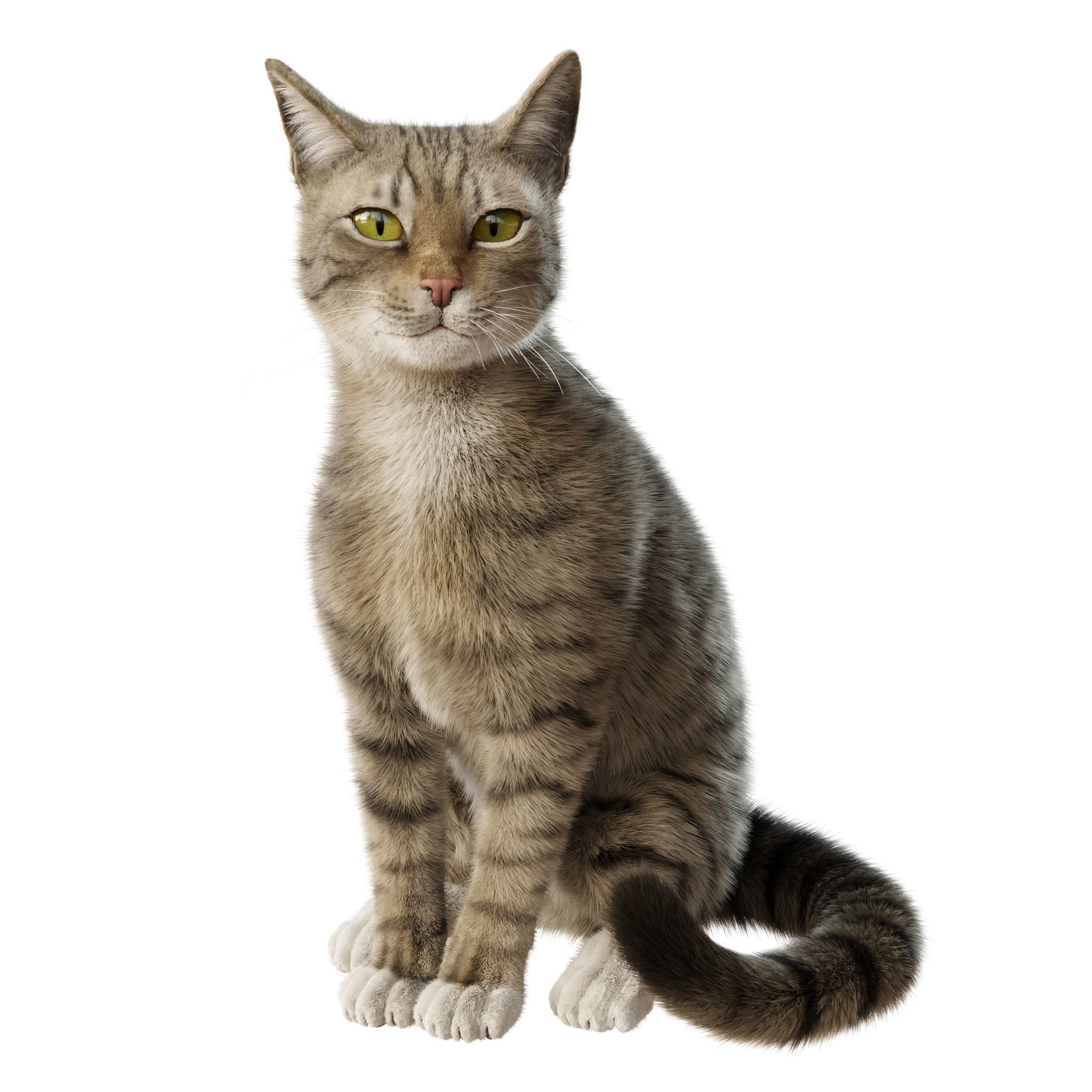 Cat Gray Tabby Rigged Animated 3D model 2