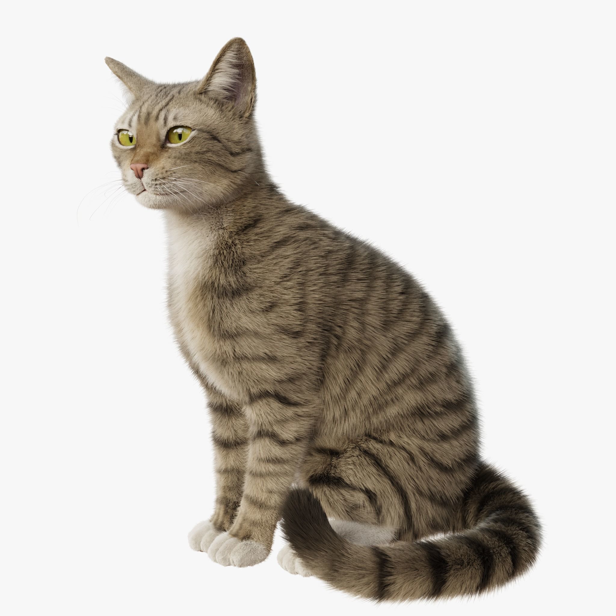 Cat Gray Tabby Rigged Animated 3D model 3
