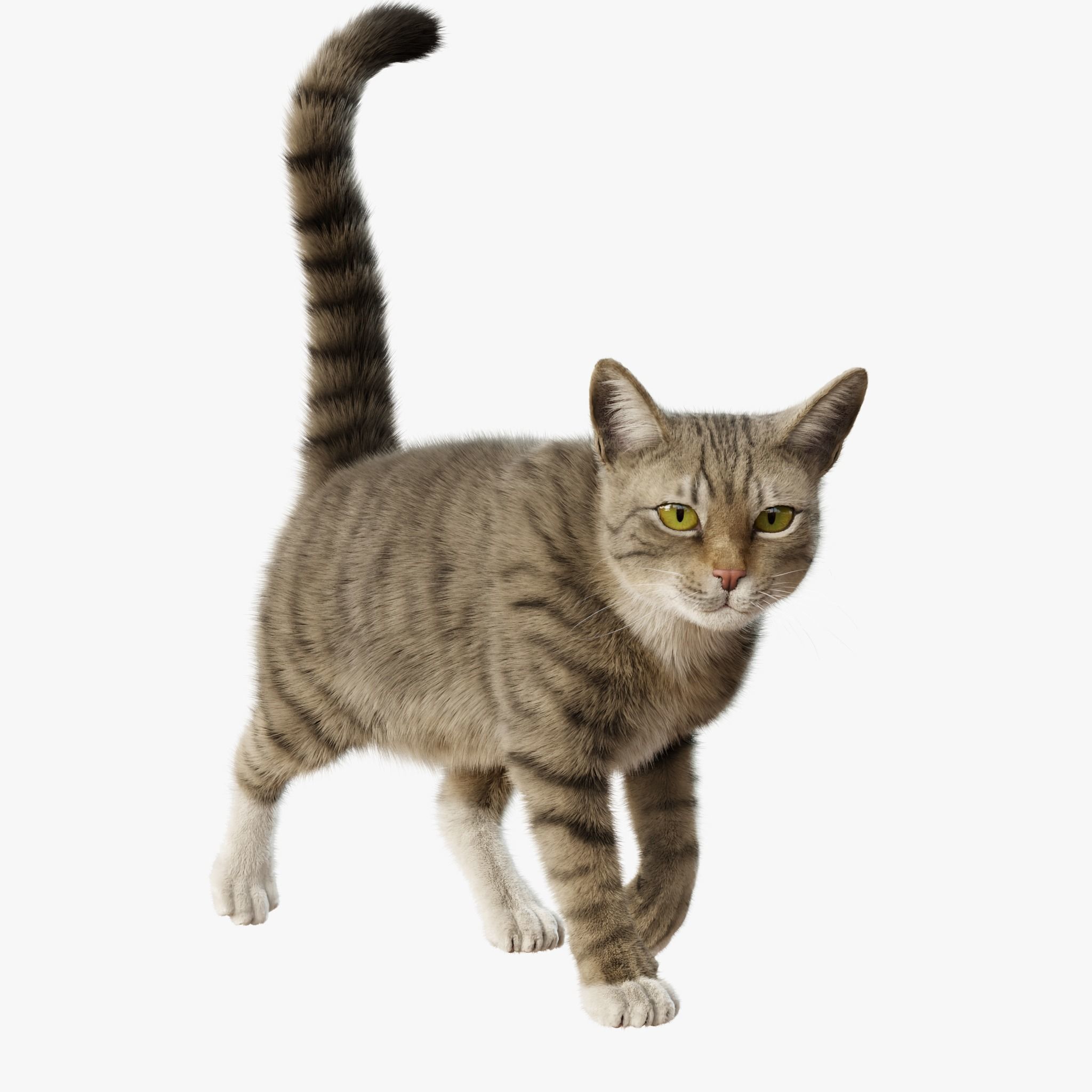 Cat Gray Tabby Rigged Animated 3D model 4