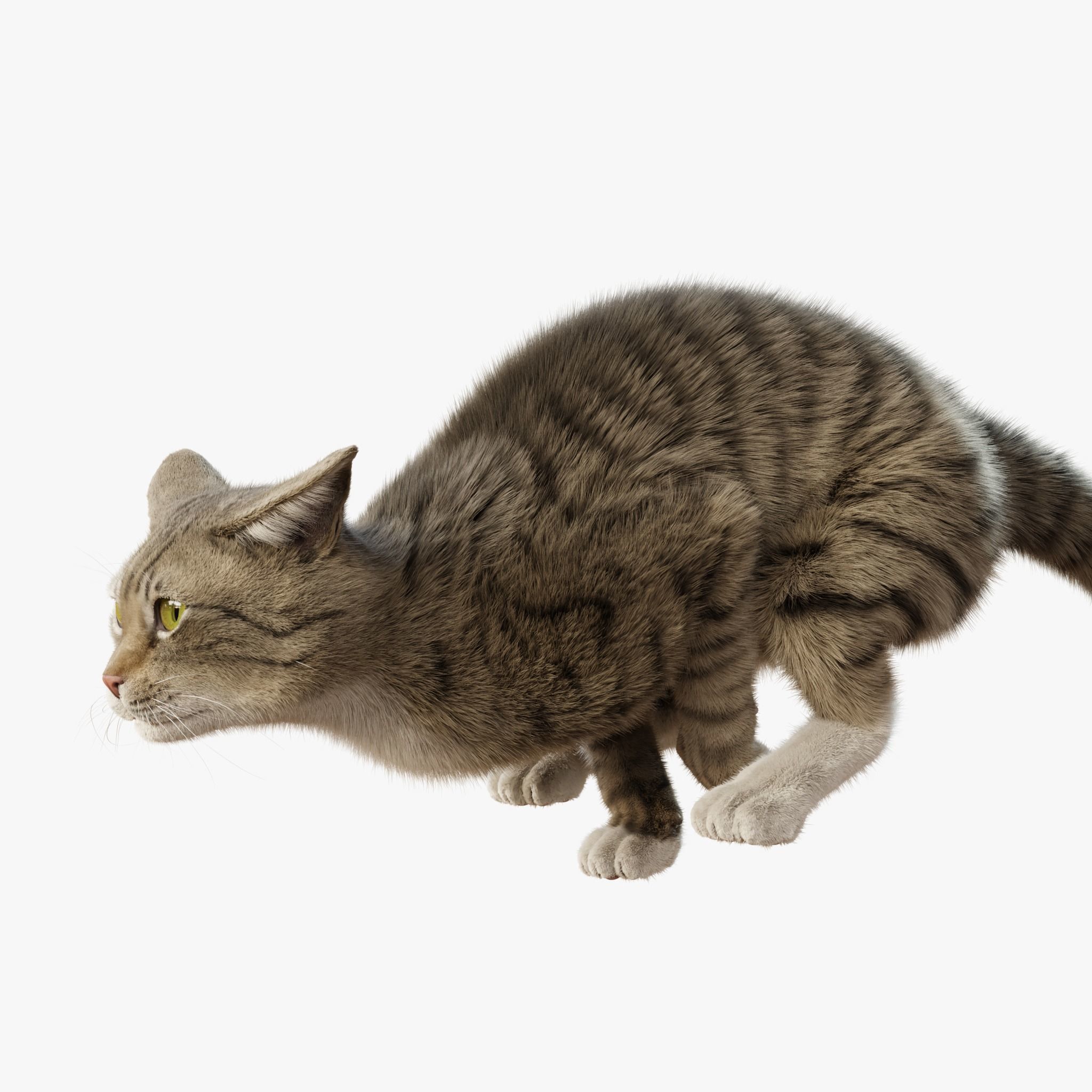 Cat Gray Tabby Rigged Animated 3D model 5