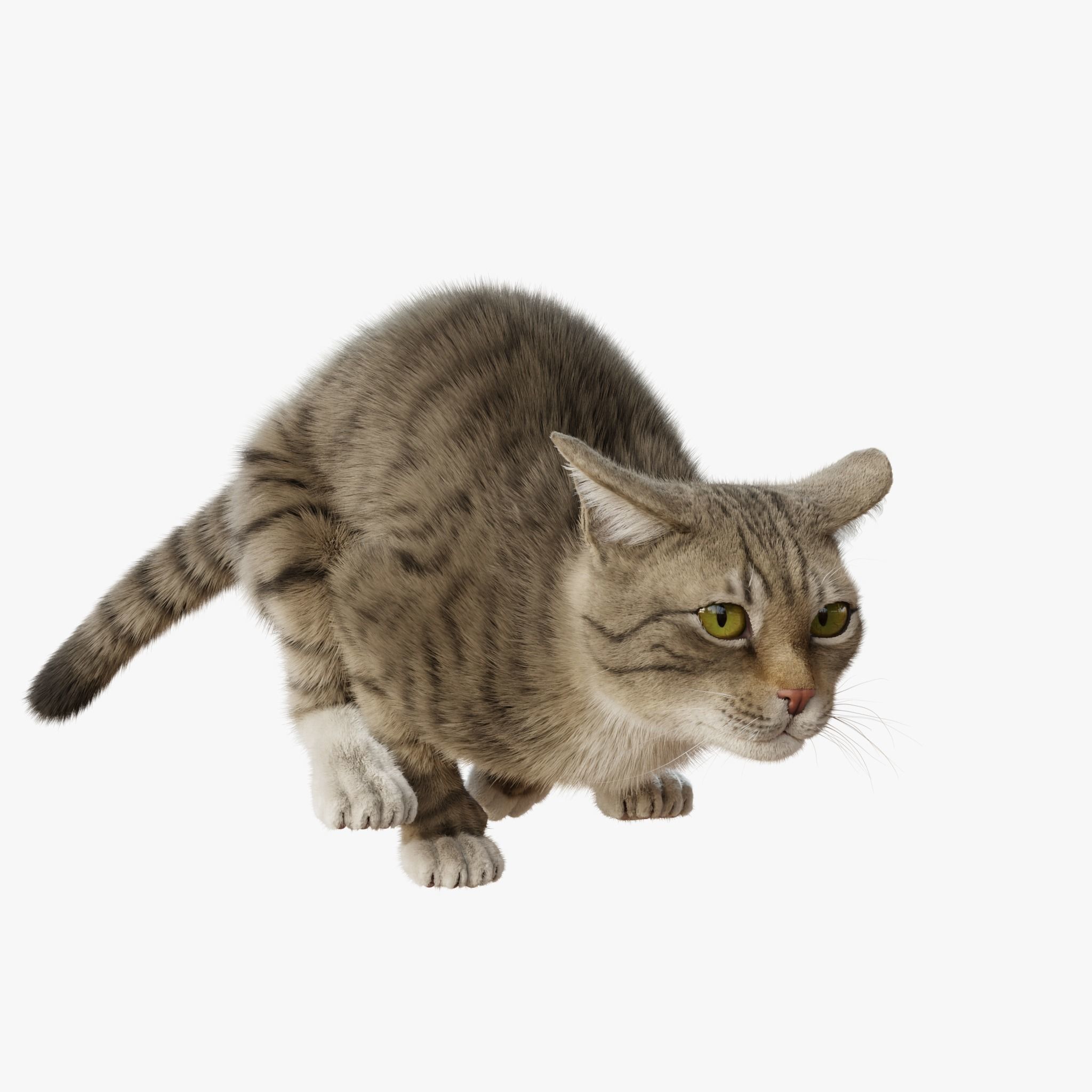 Cat Gray Tabby Rigged Animated 3D model 6