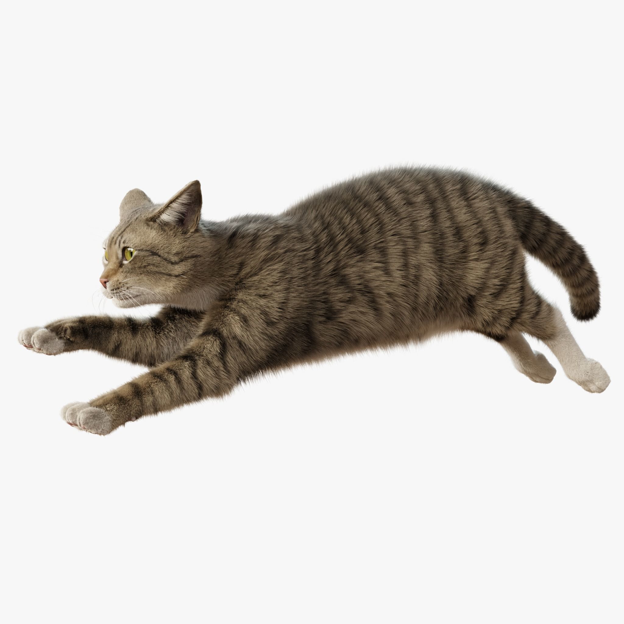 Cat Gray Tabby Rigged Animated 3D model 7