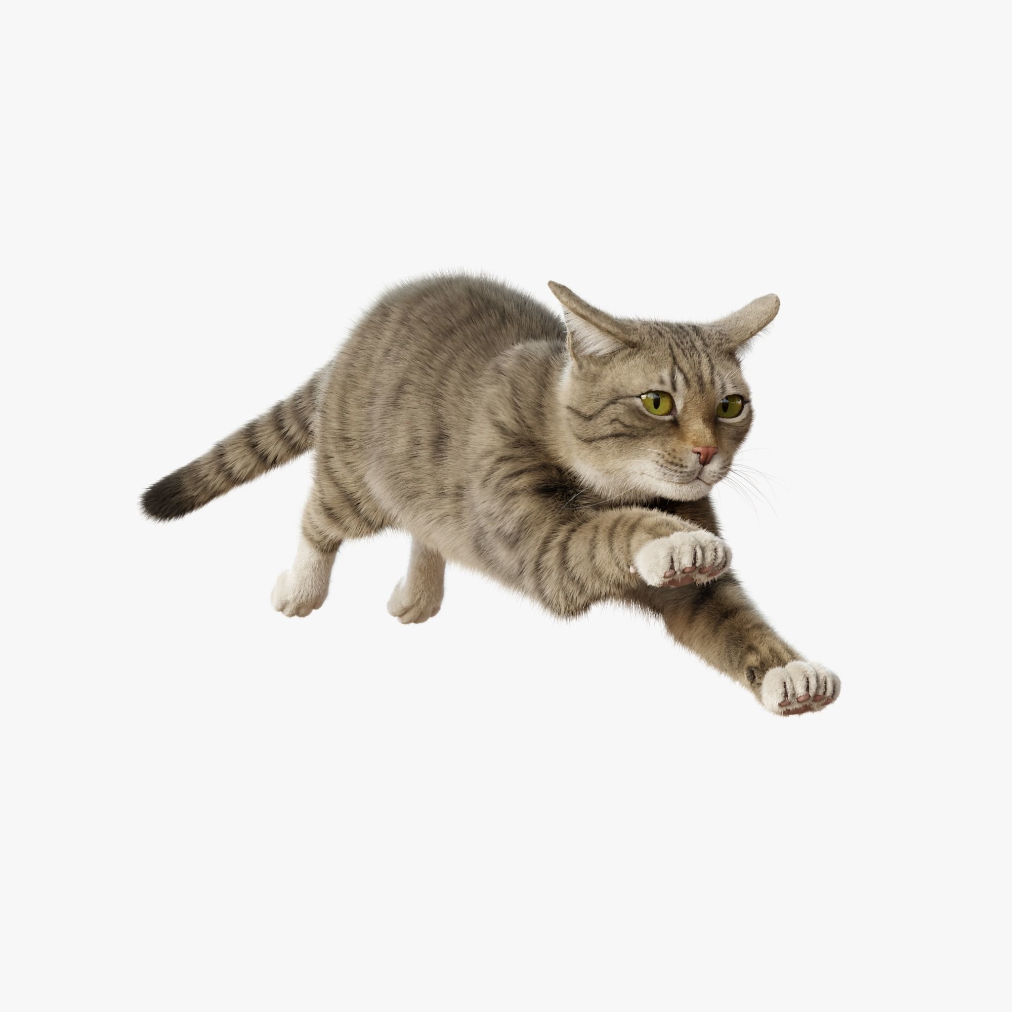 Cat Gray Tabby Rigged Animated 3D model 8