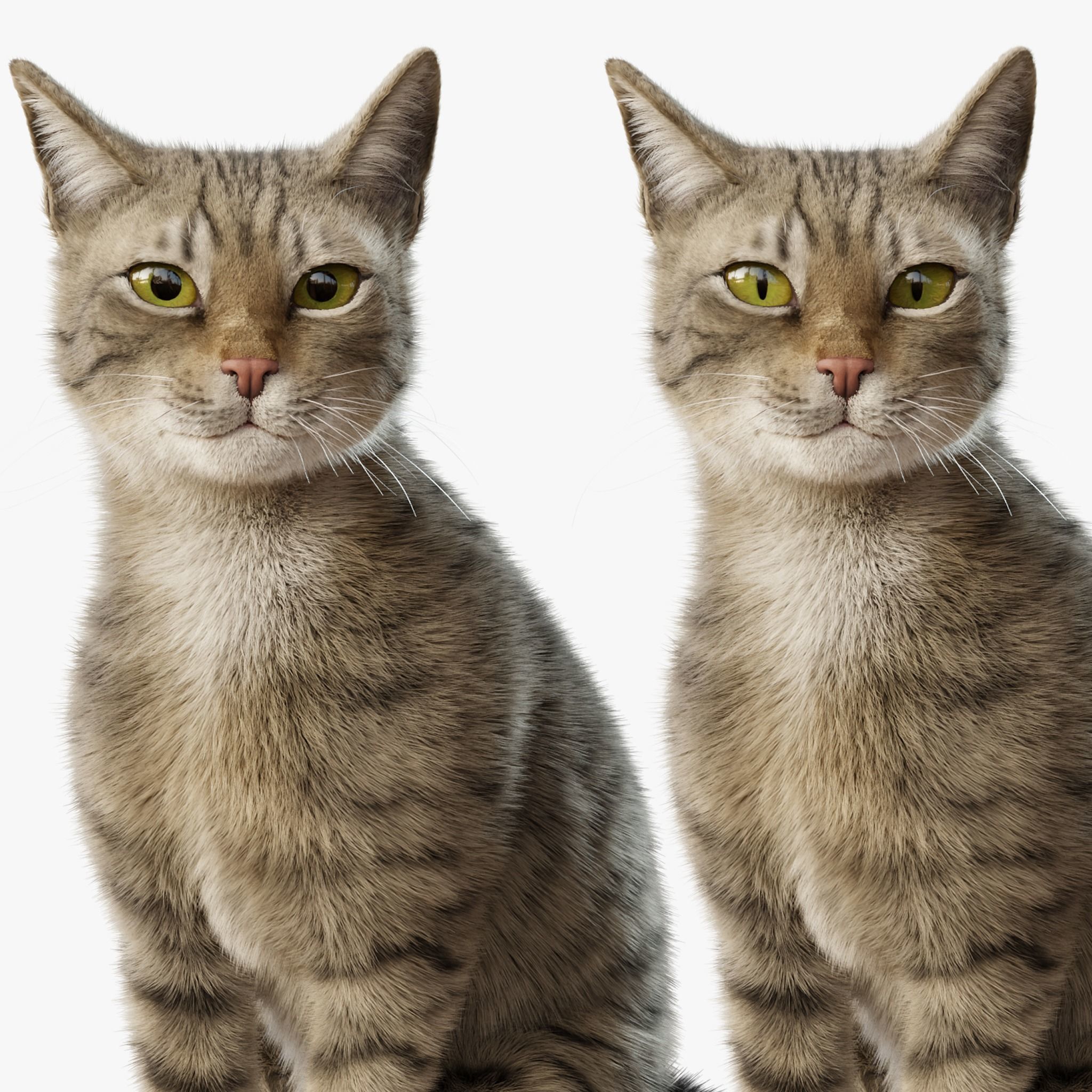 Cat Gray Tabby Rigged Animated 3D model 9
