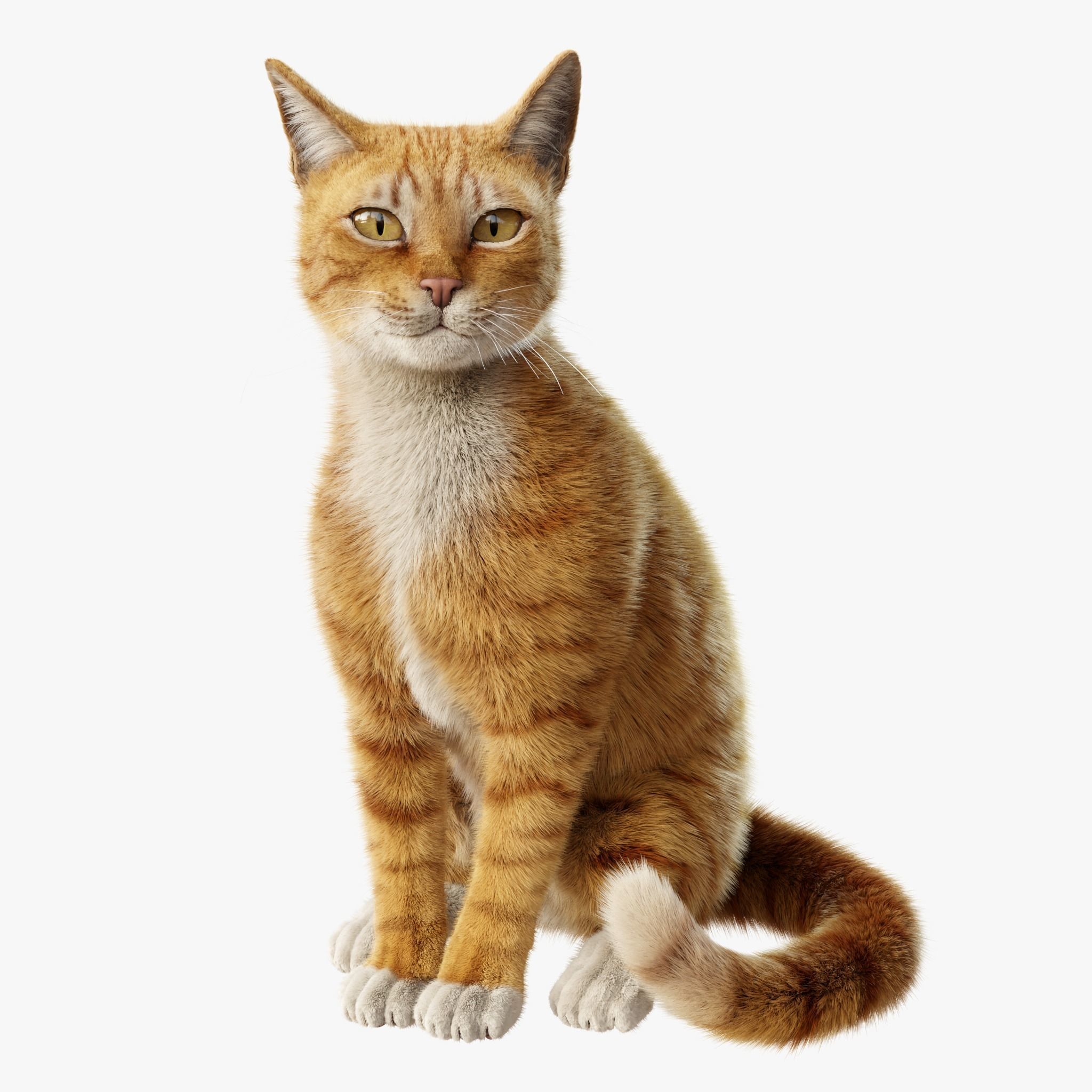 Cat Orange Tabby Rigged Animated 3D model 2