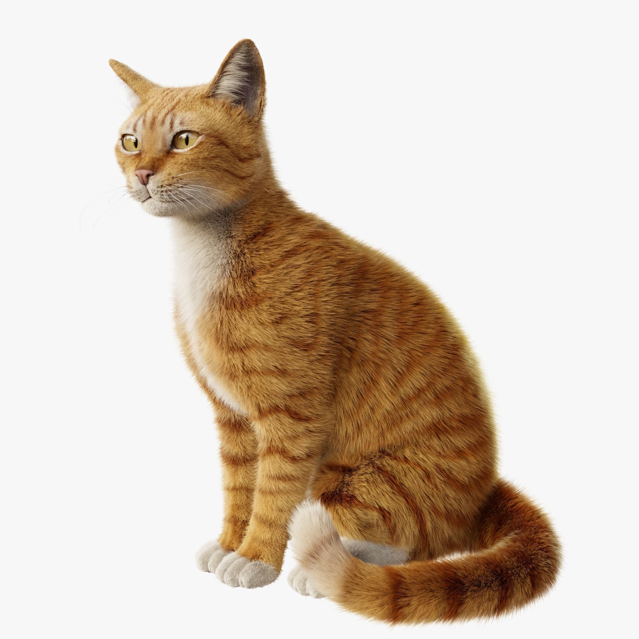 Cat Orange Tabby Rigged Animated 3D model 3